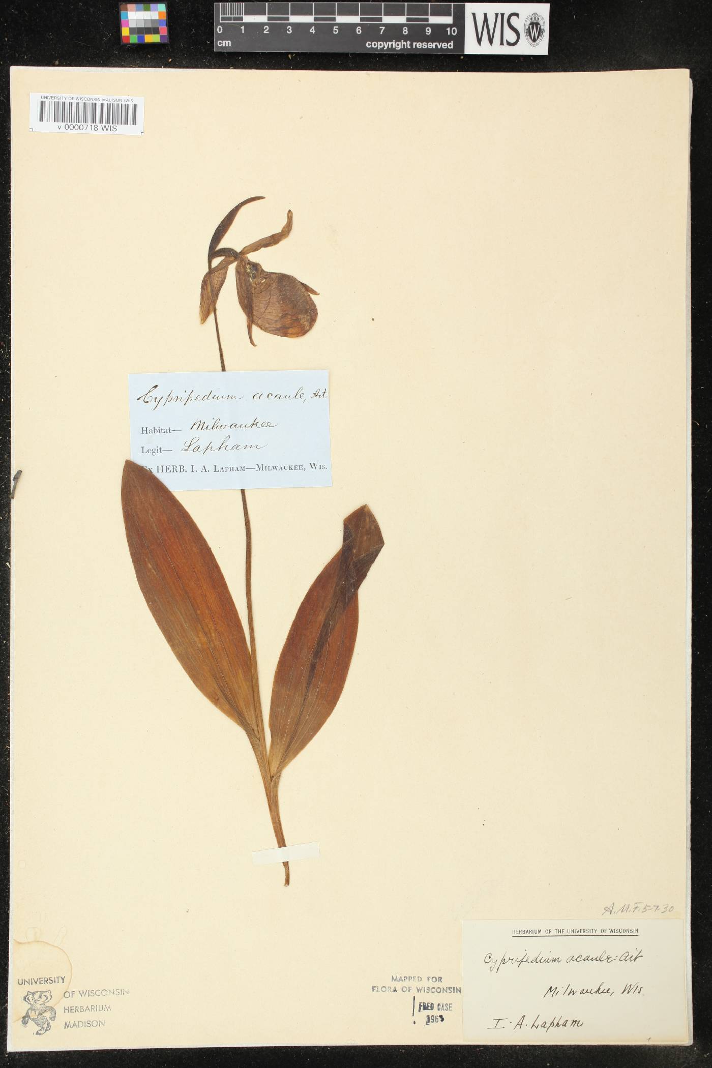 Cypripedium acaule image
