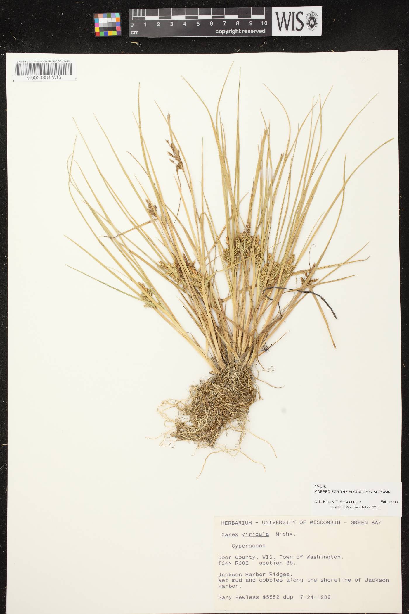 Carex viridula subsp. viridula image