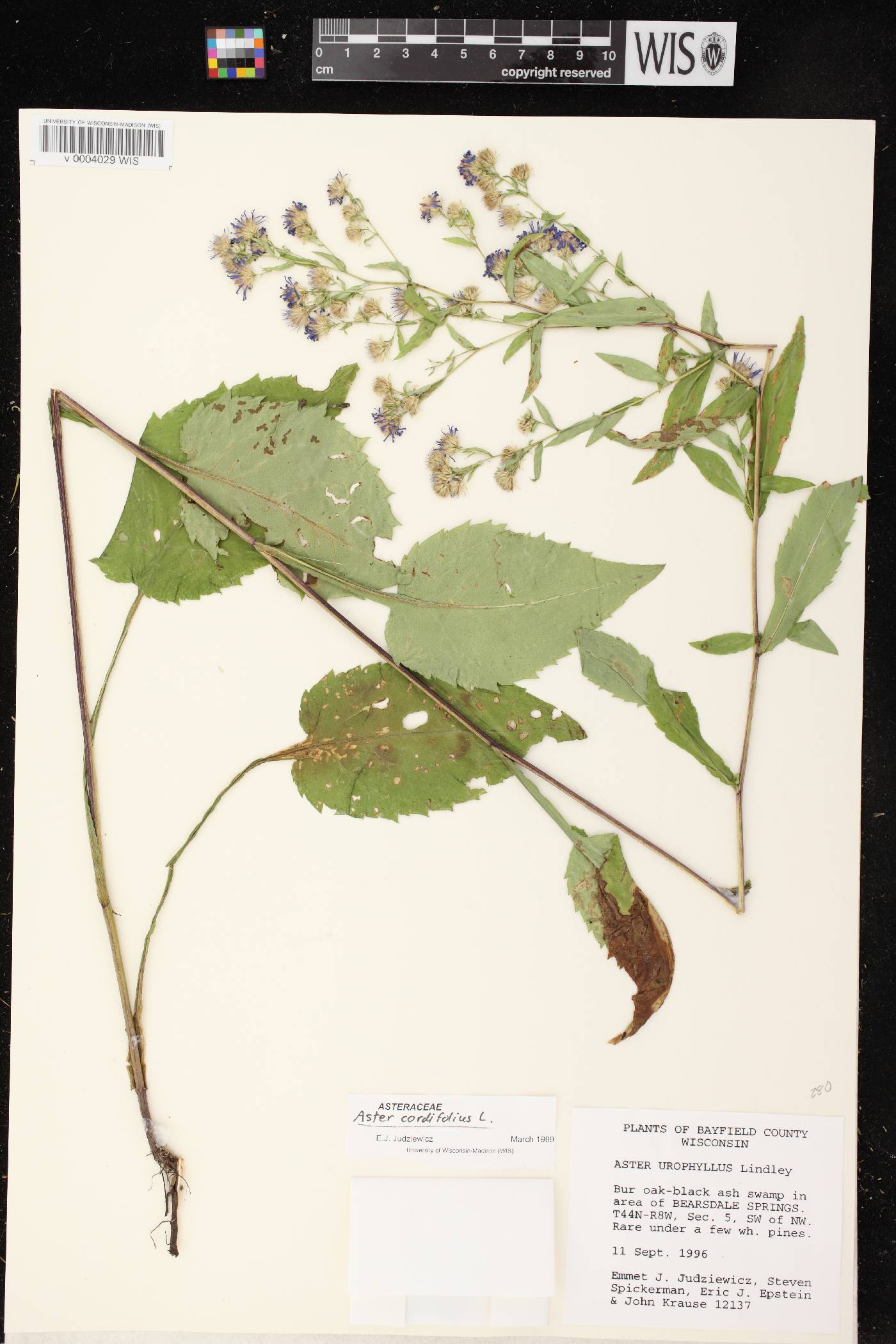Symphyotrichum cordifolium image