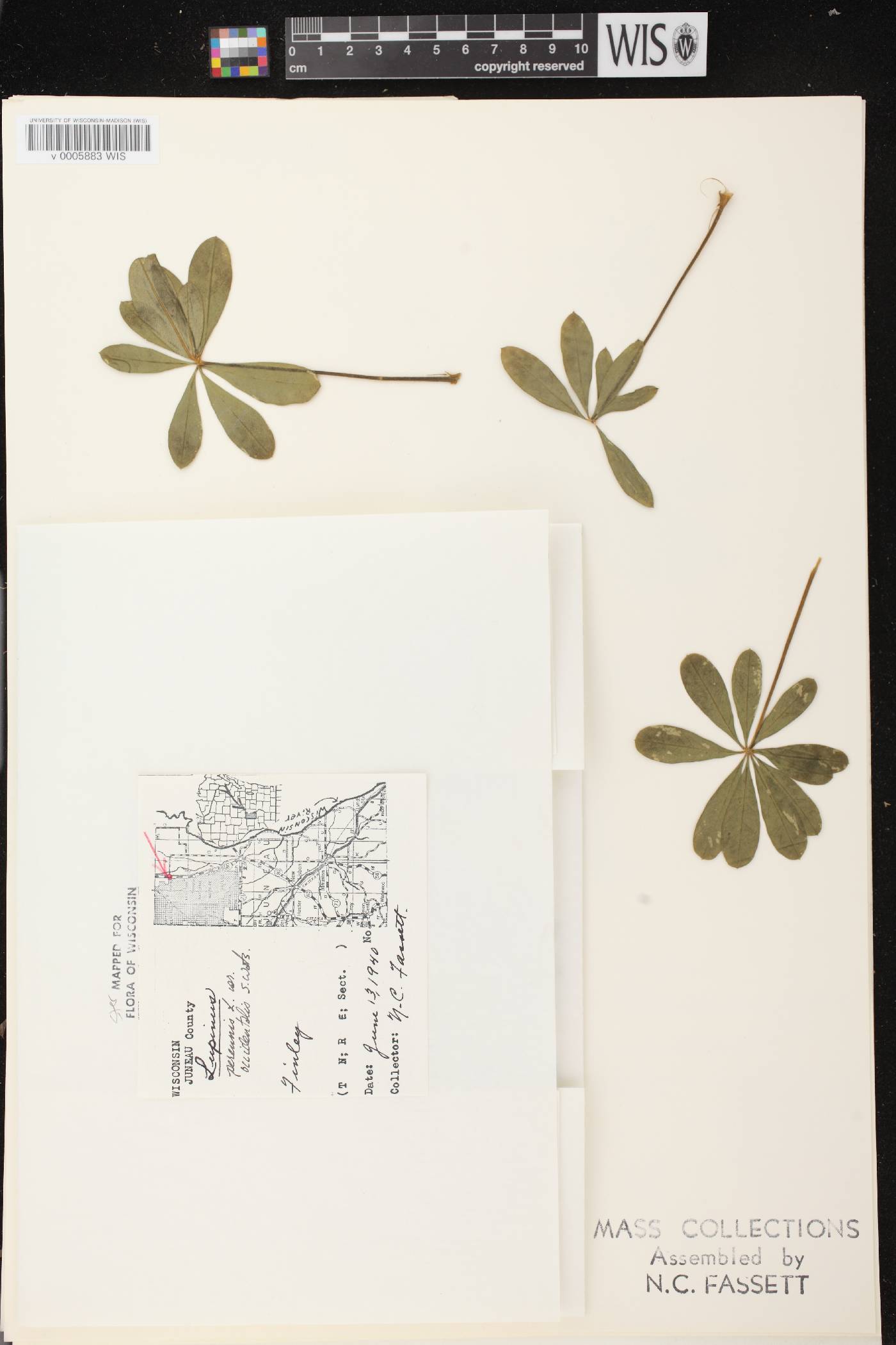 Lupinus perennis var. occidentalis image