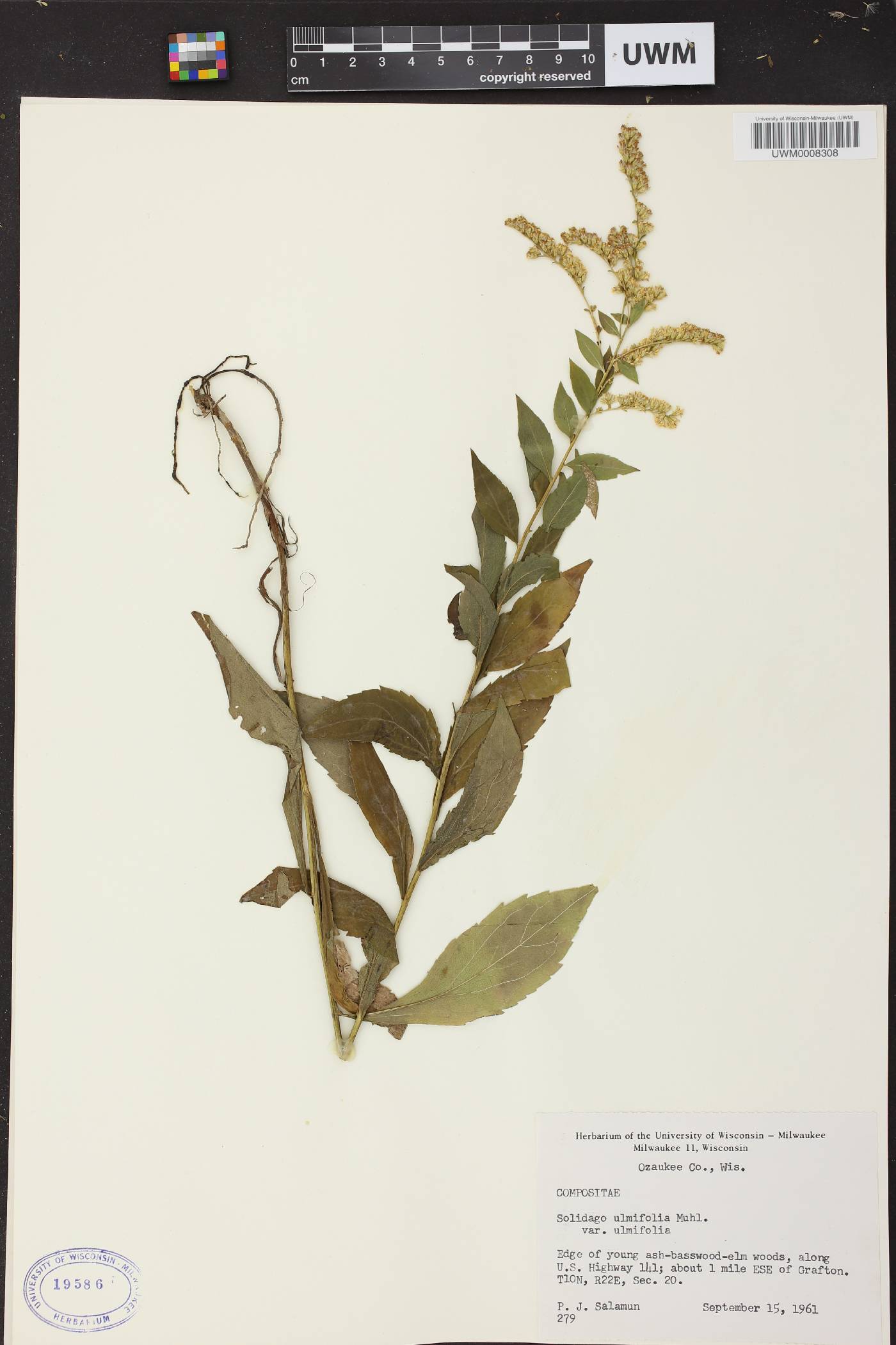 Solidago ulmifolia var. ulmifolia image