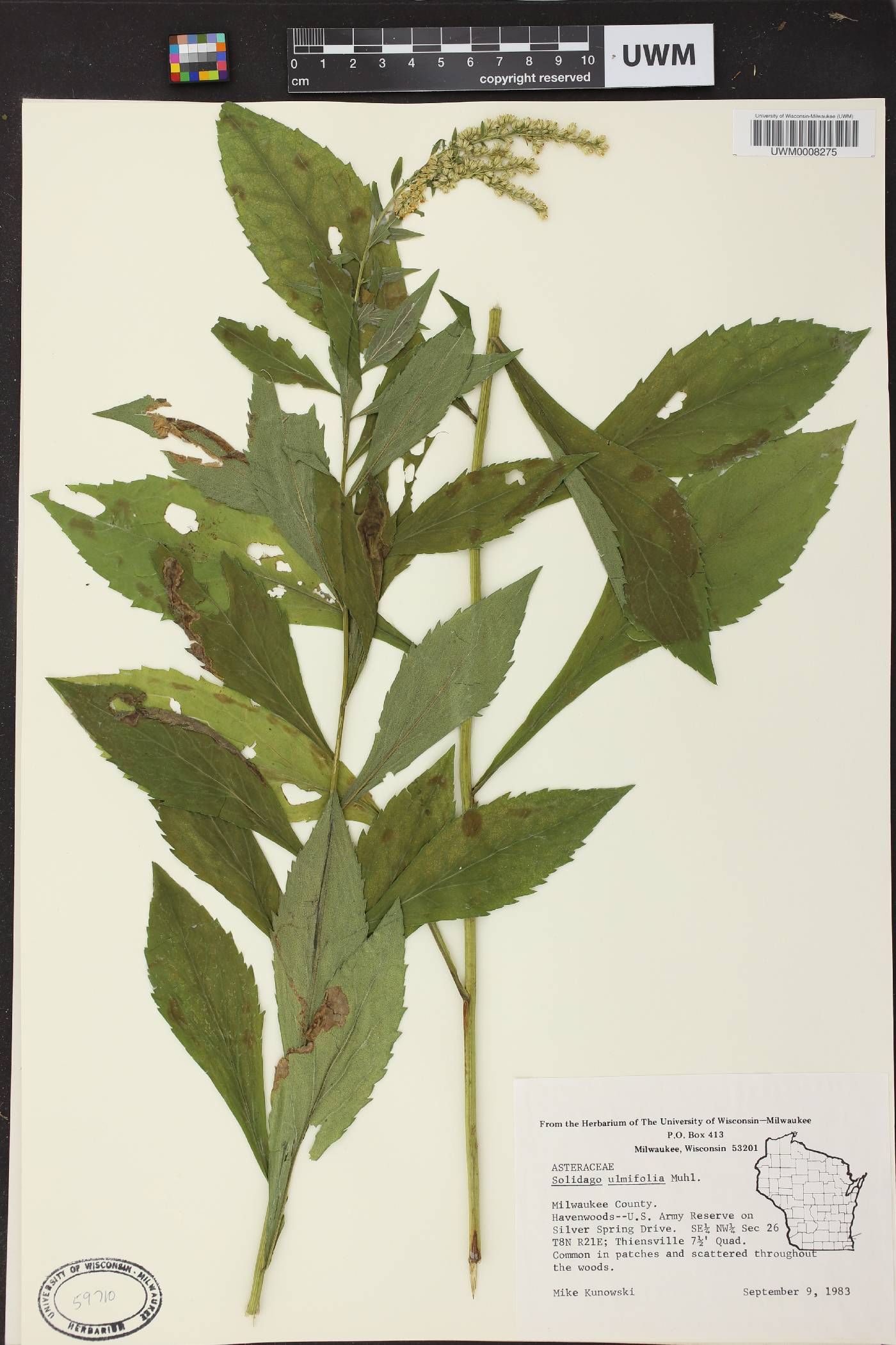Solidago ulmifolia var. ulmifolia image