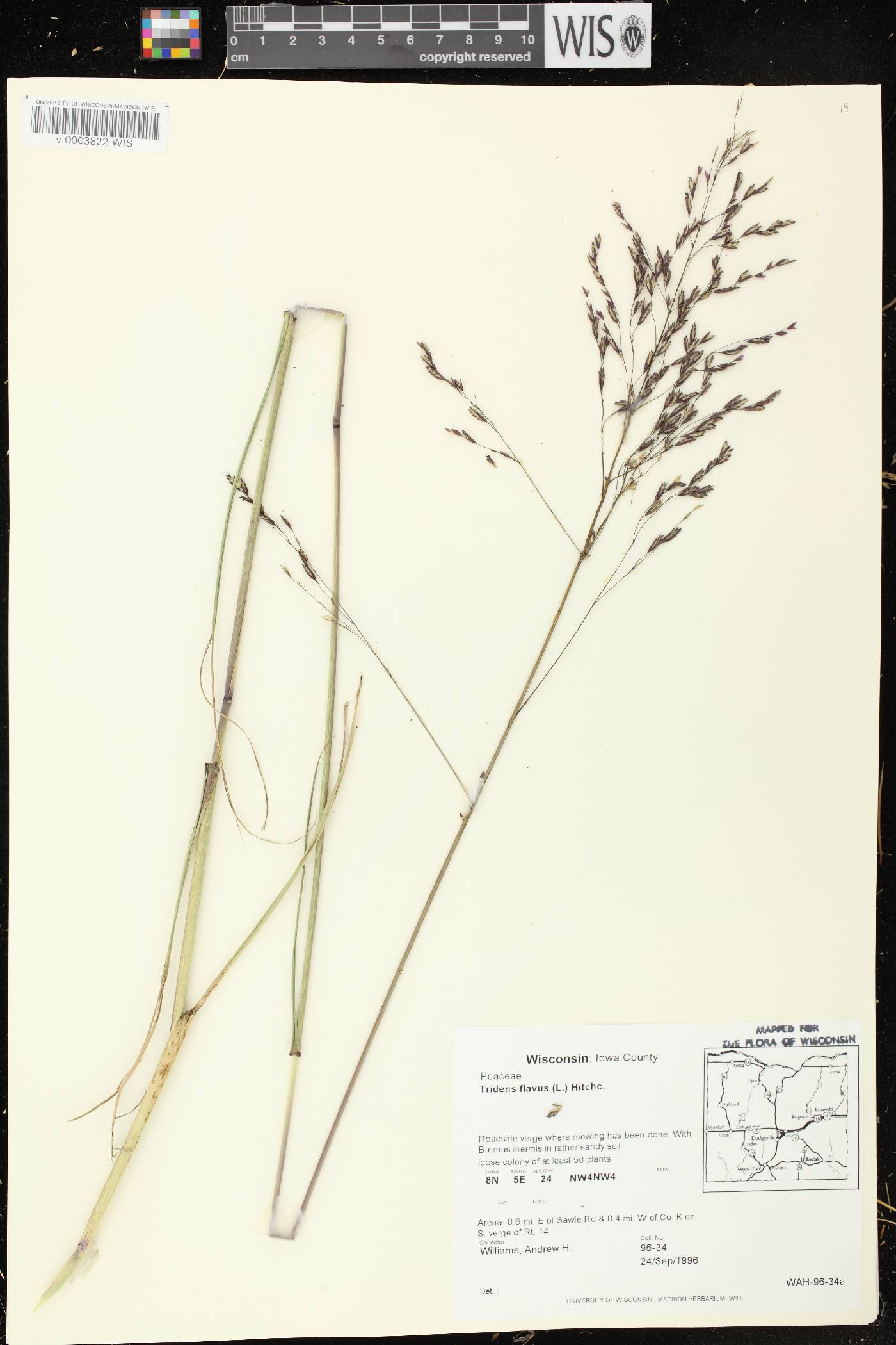 Tridens flavus image