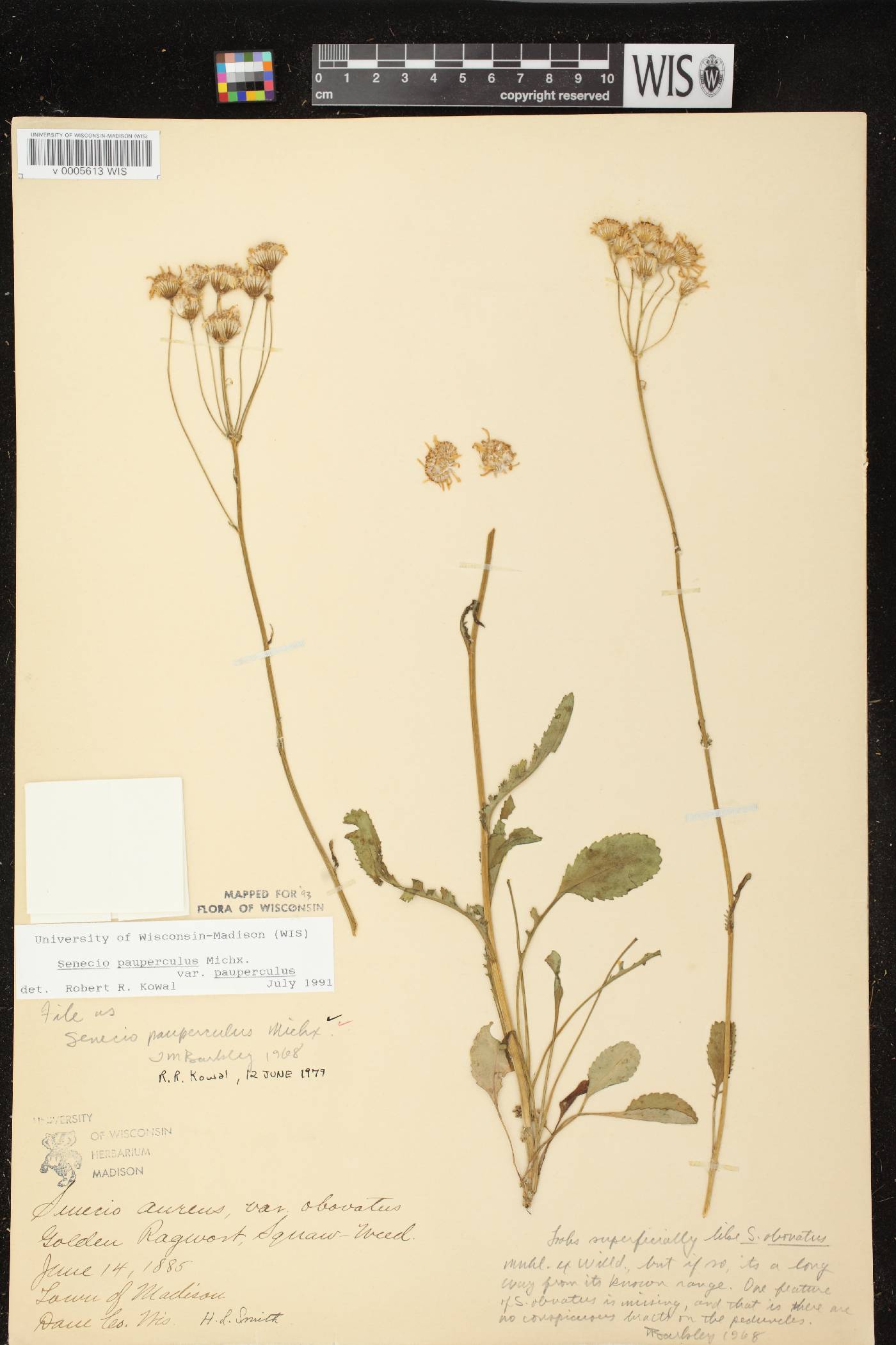 Packera paupercula image