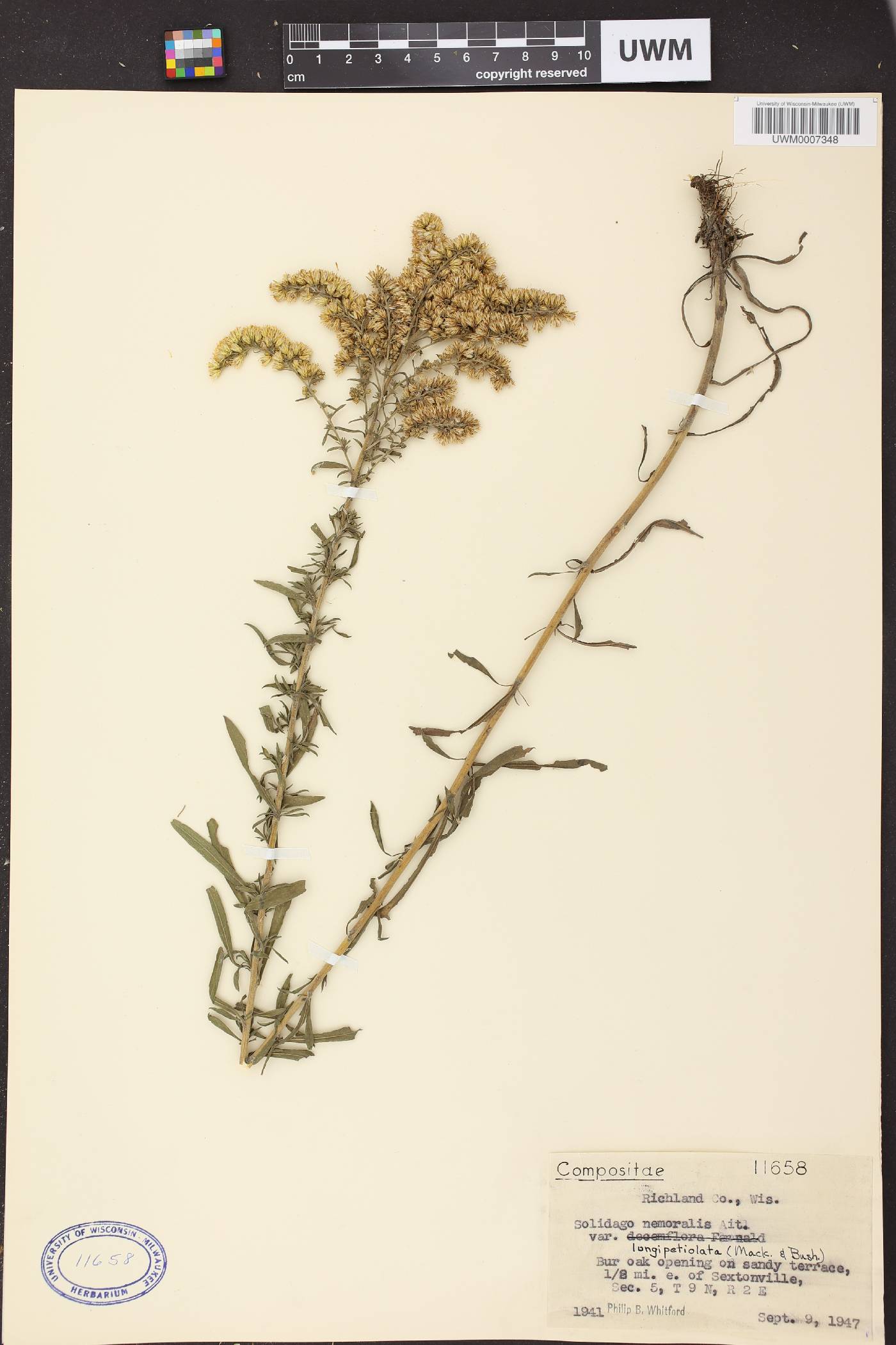 Solidago nemoralis subsp. decemflora image