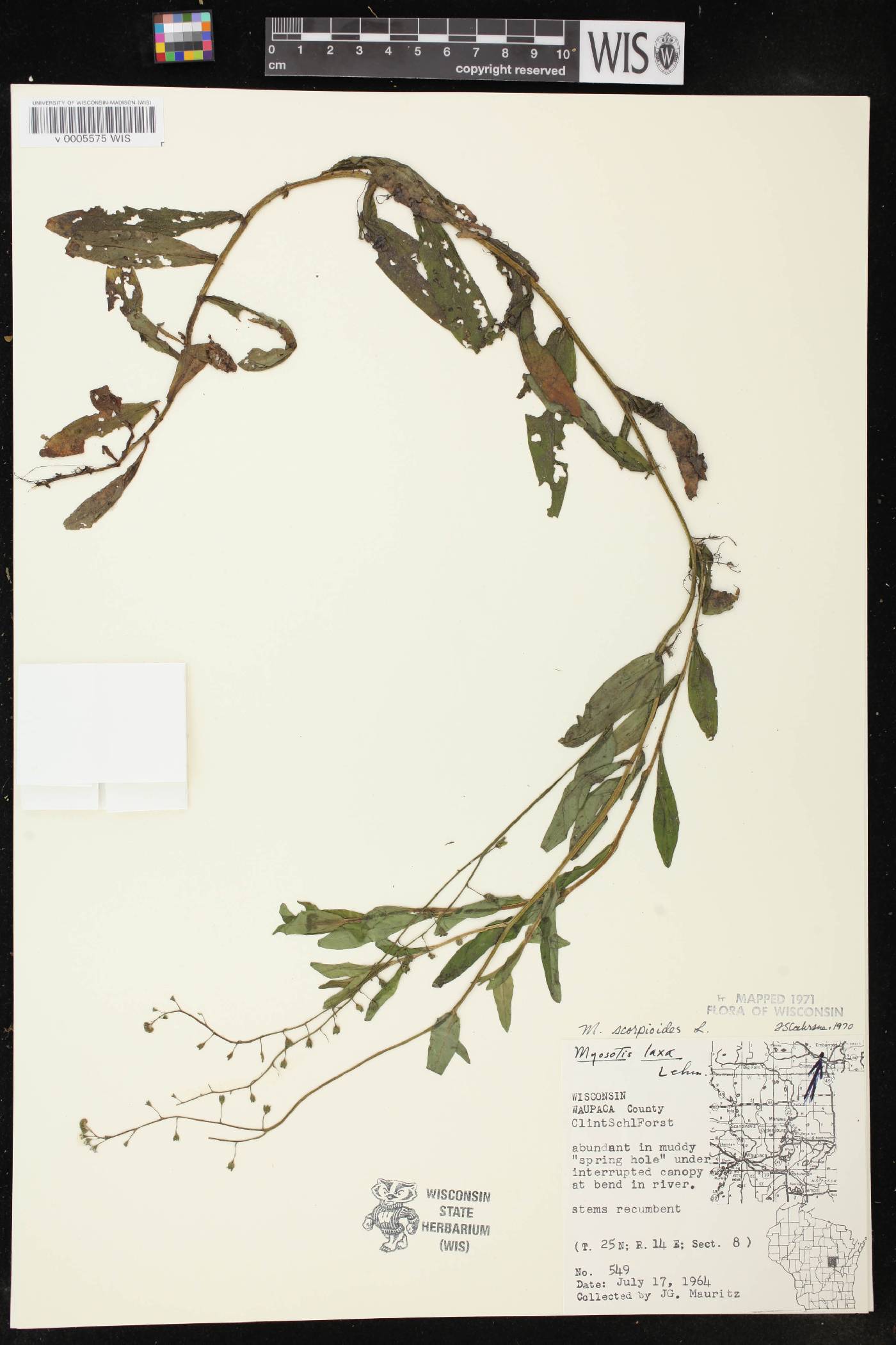 Myosotis scorpioides image
