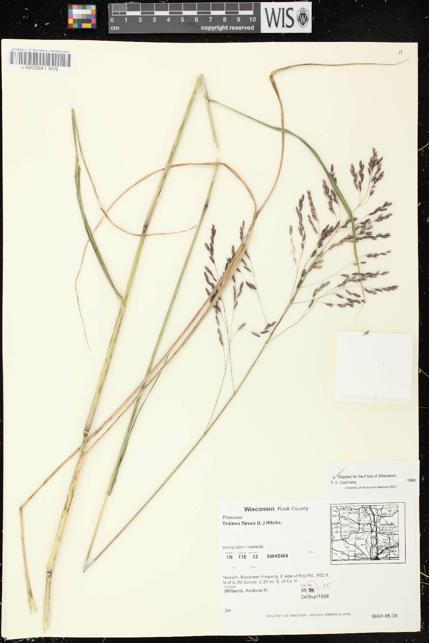 Tridens flavus image