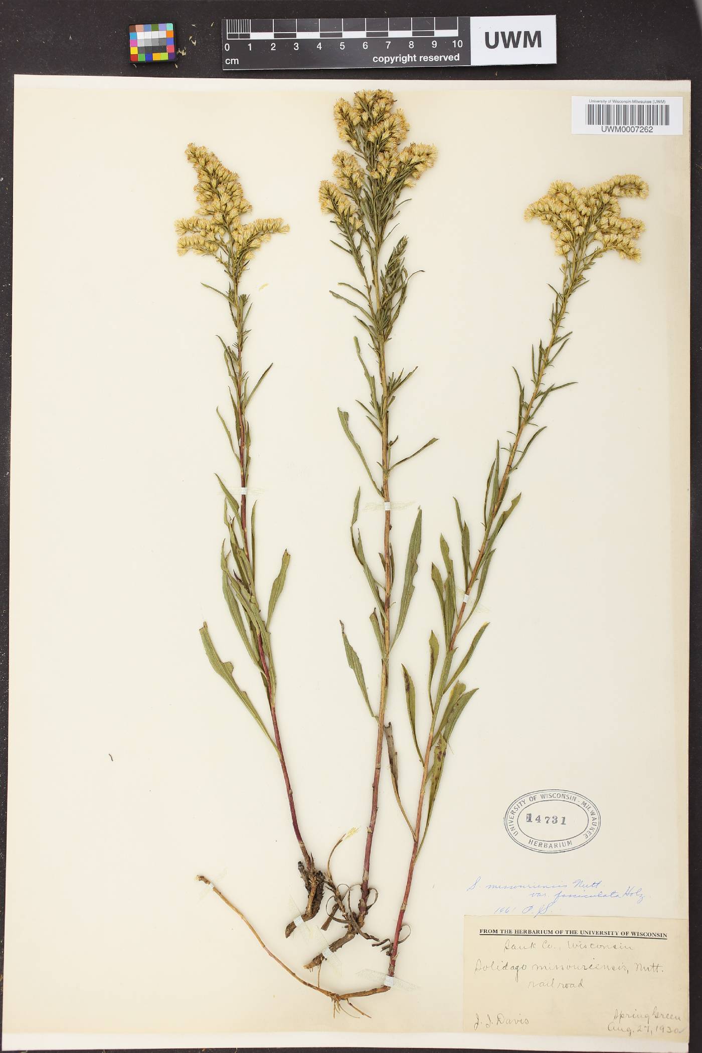 Solidago missouriensis image