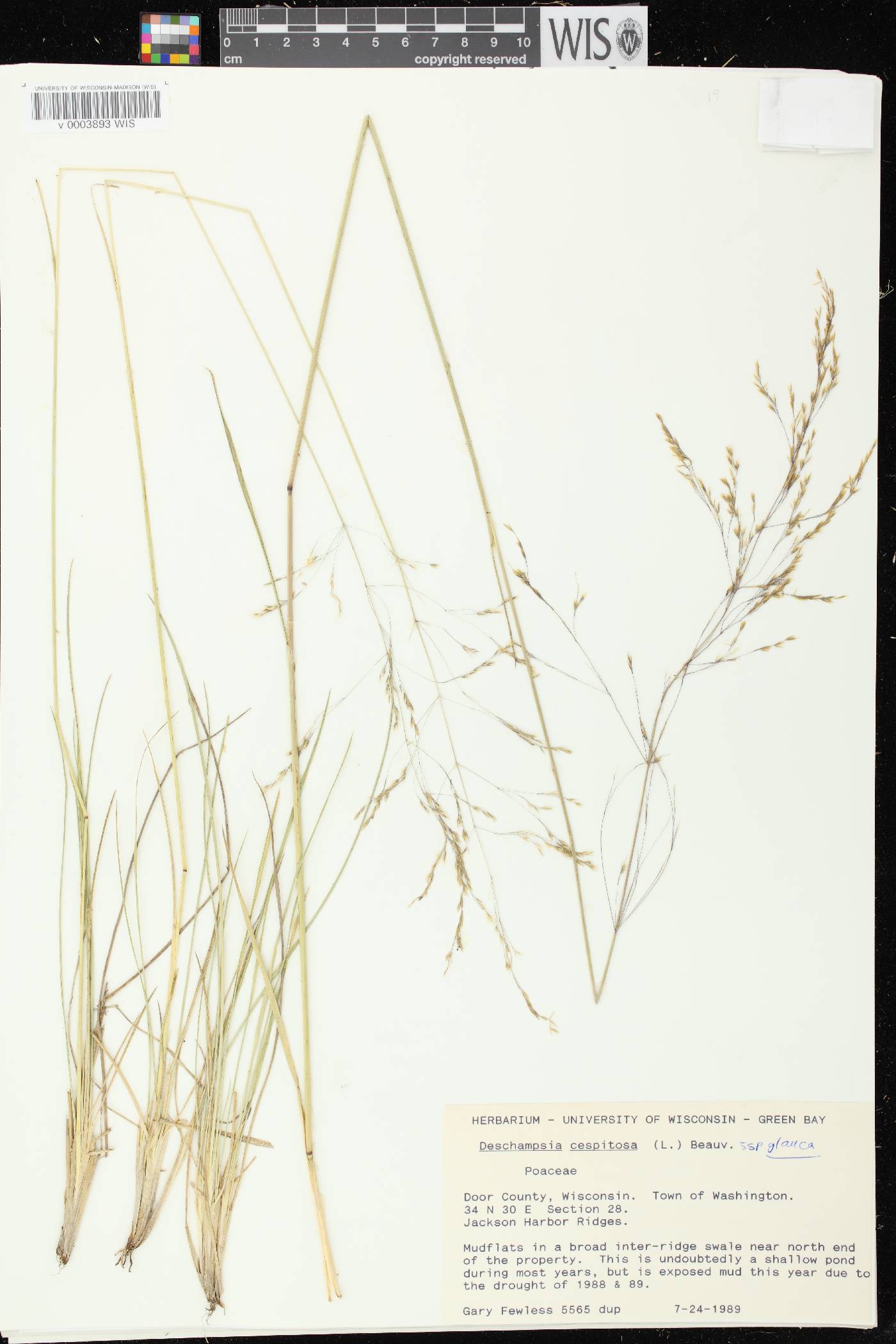 Deschampsia cespitosa image