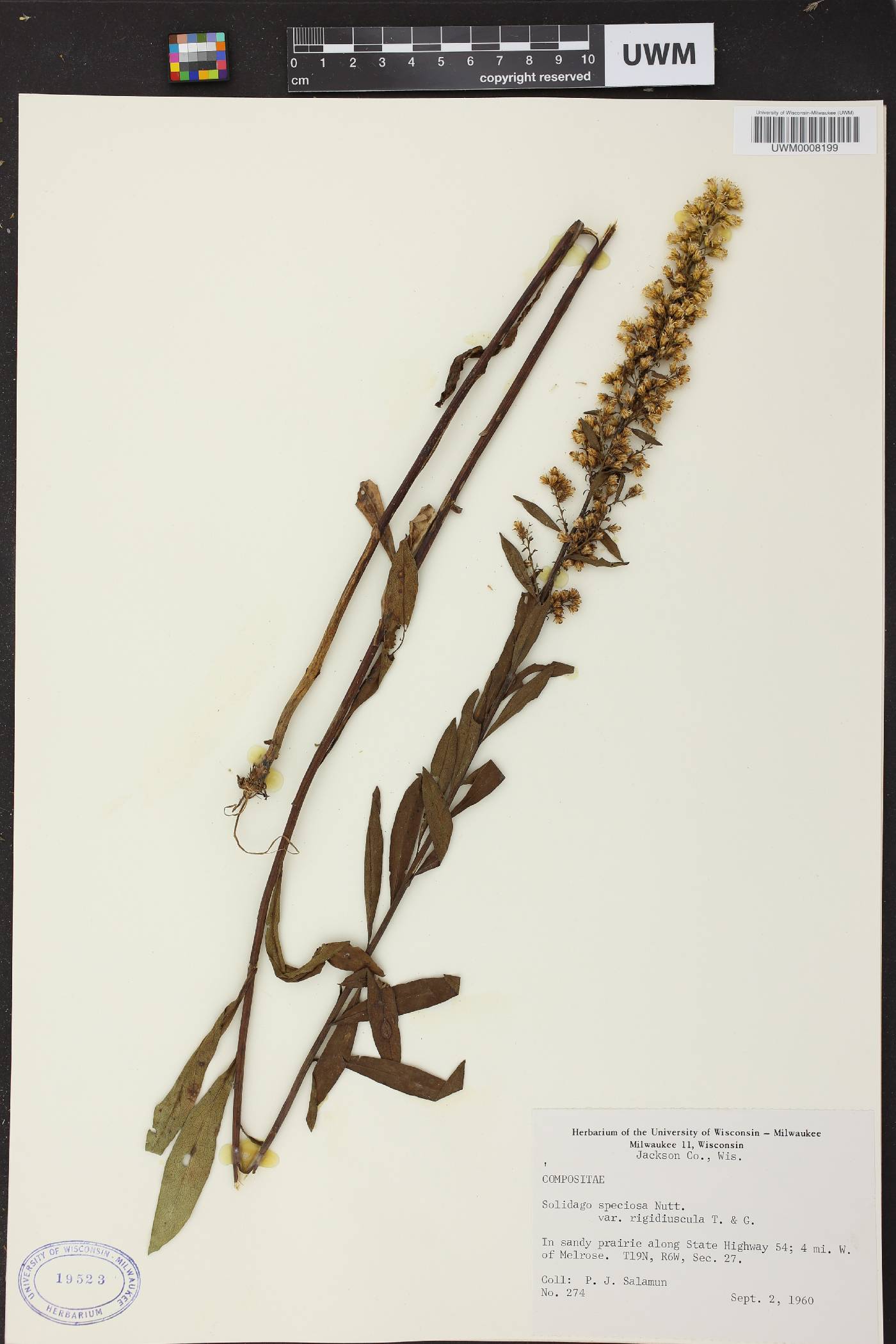 Solidago speciosa subsp. speciosa var. rigidiuscula image