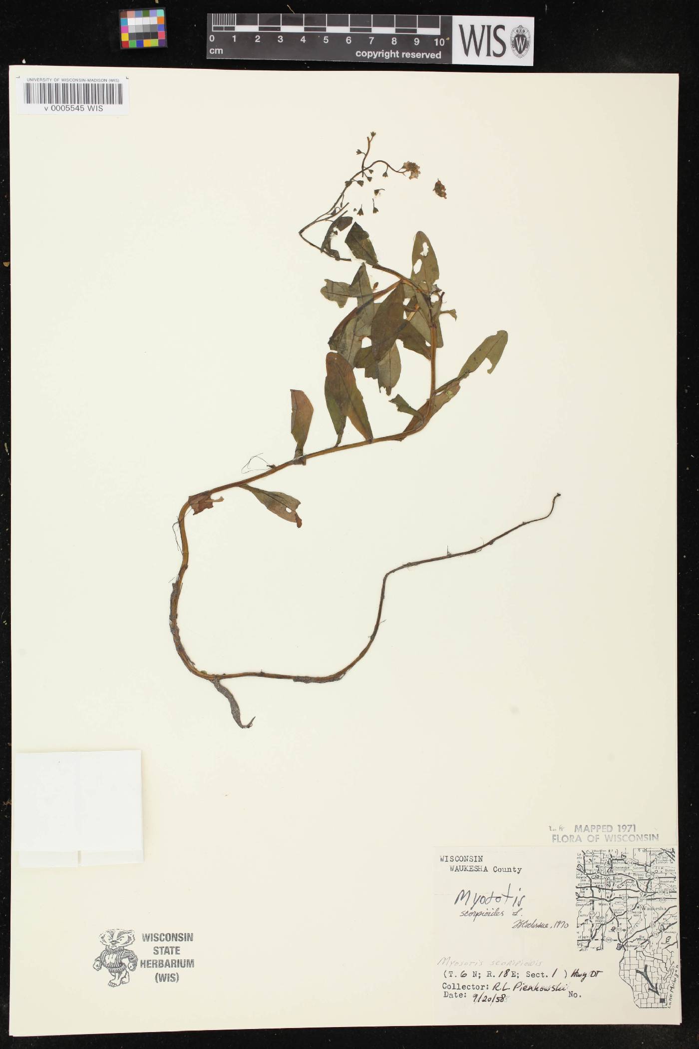 Myosotis scorpioides image
