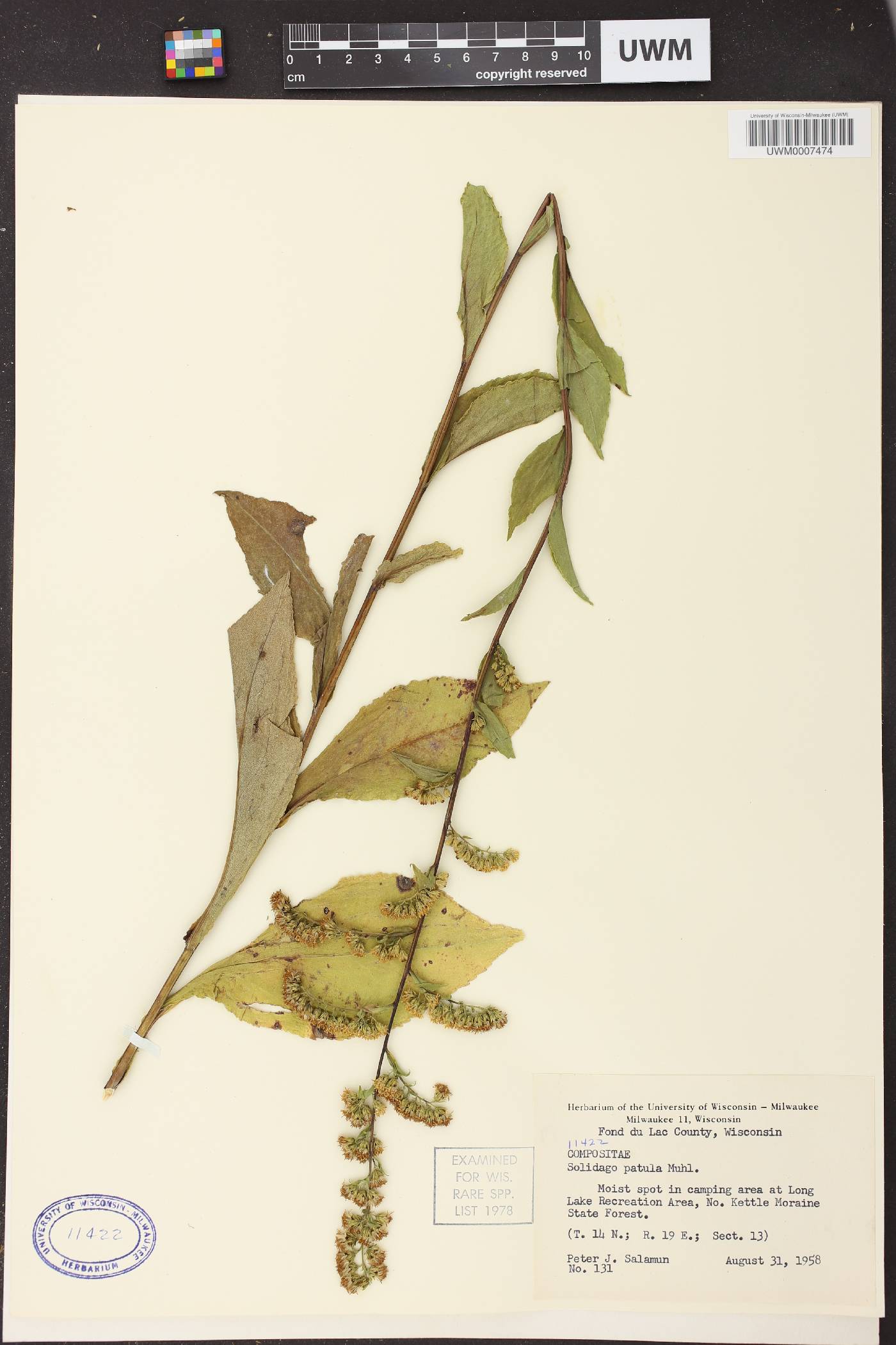 Solidago patula image