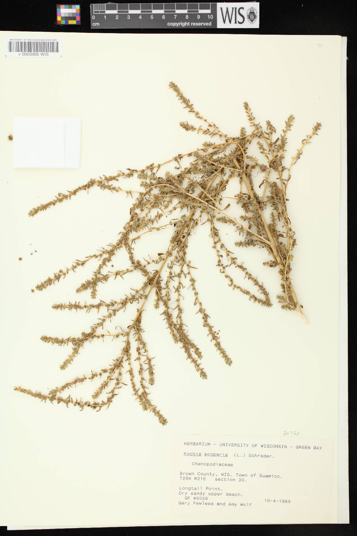 Bassia scoparia image