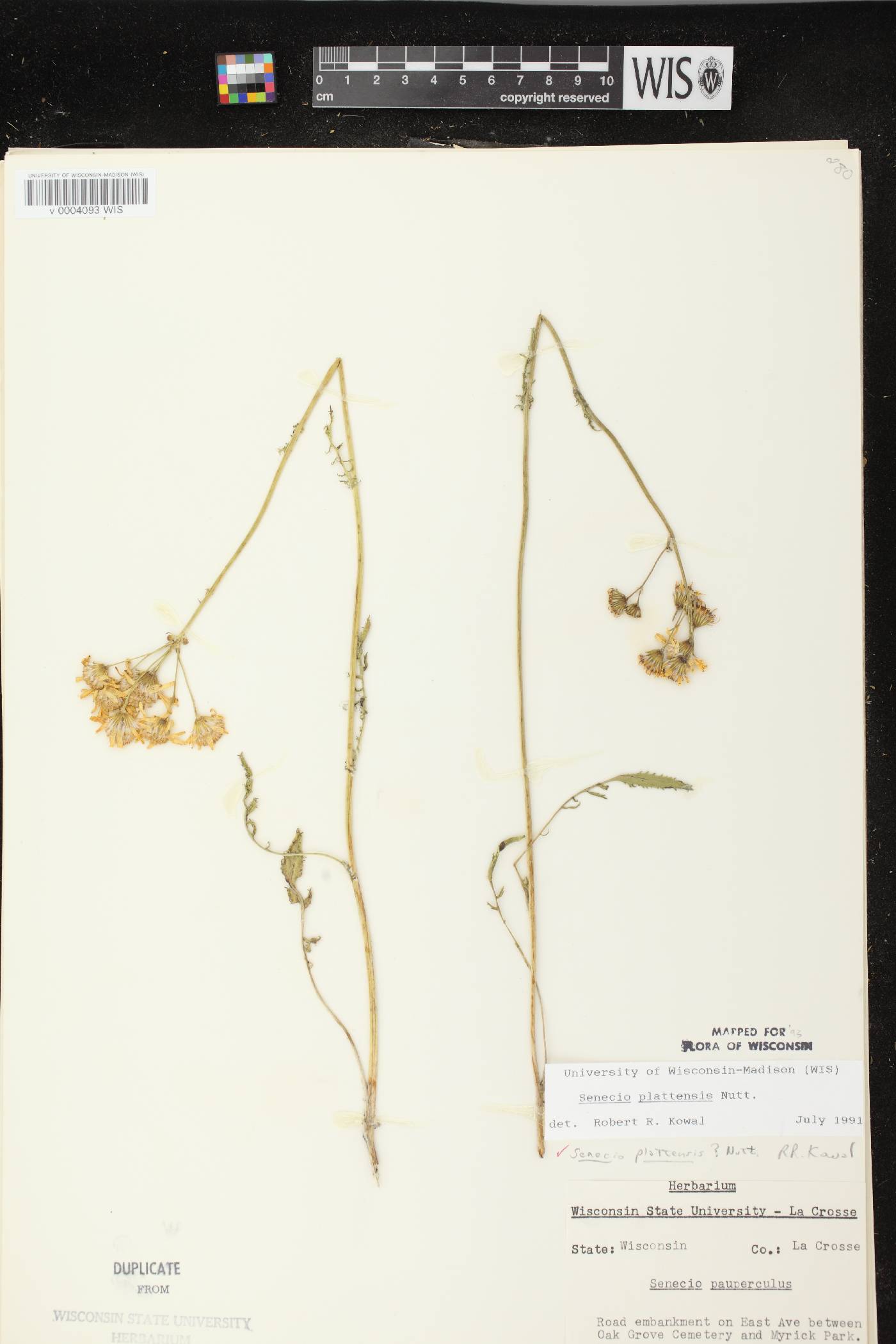 Packera plattensis image