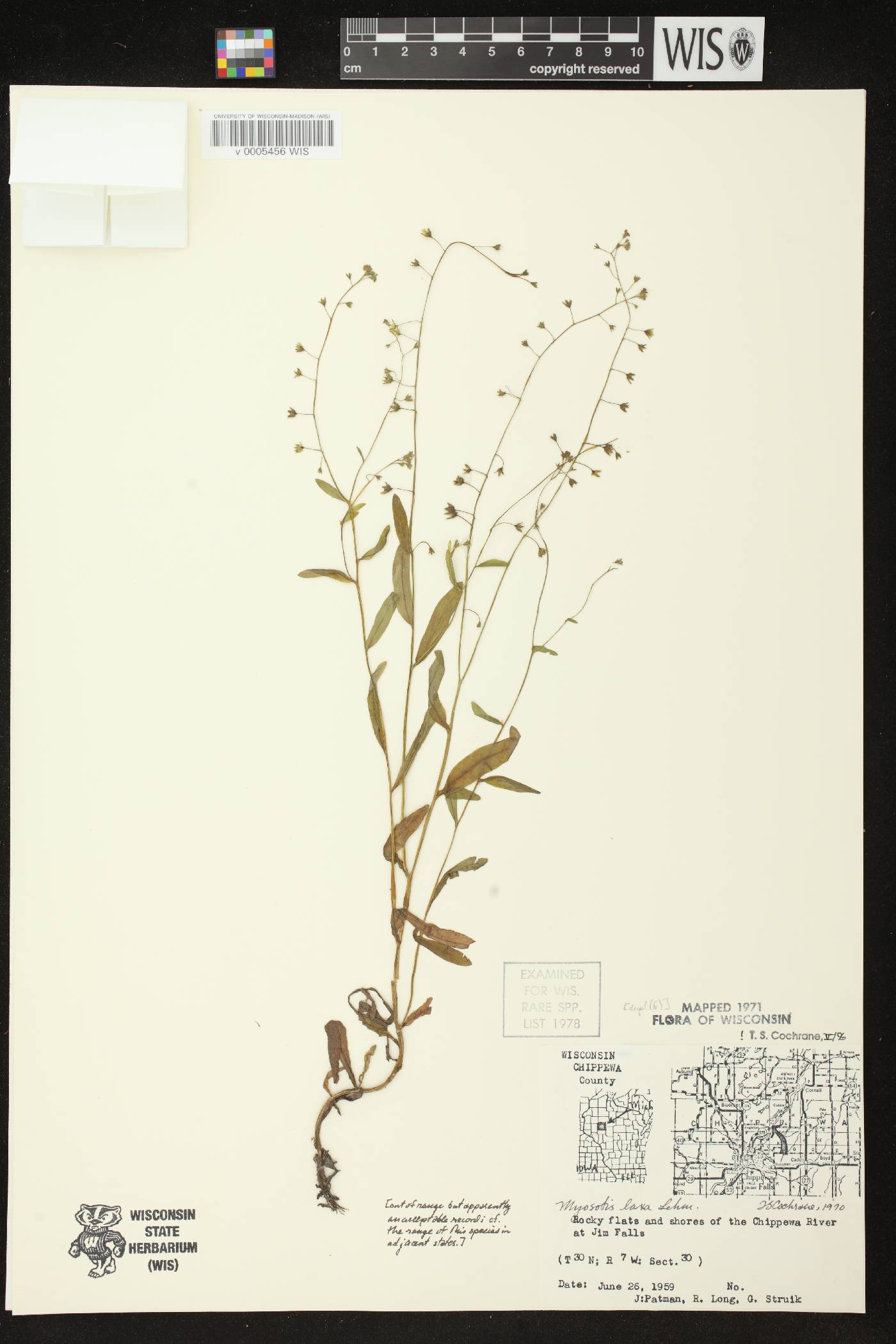 Myosotis laxa image