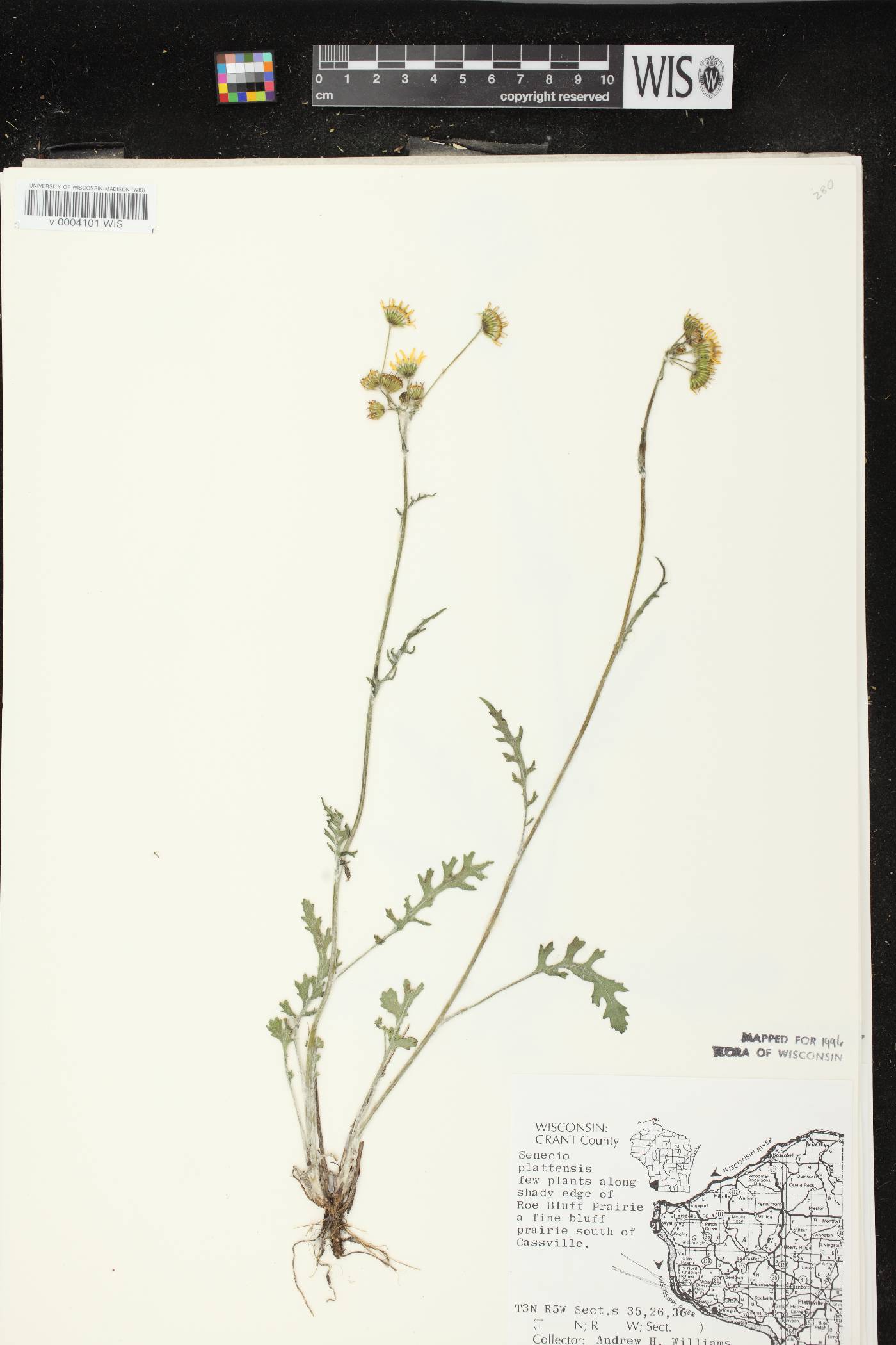 Packera plattensis image