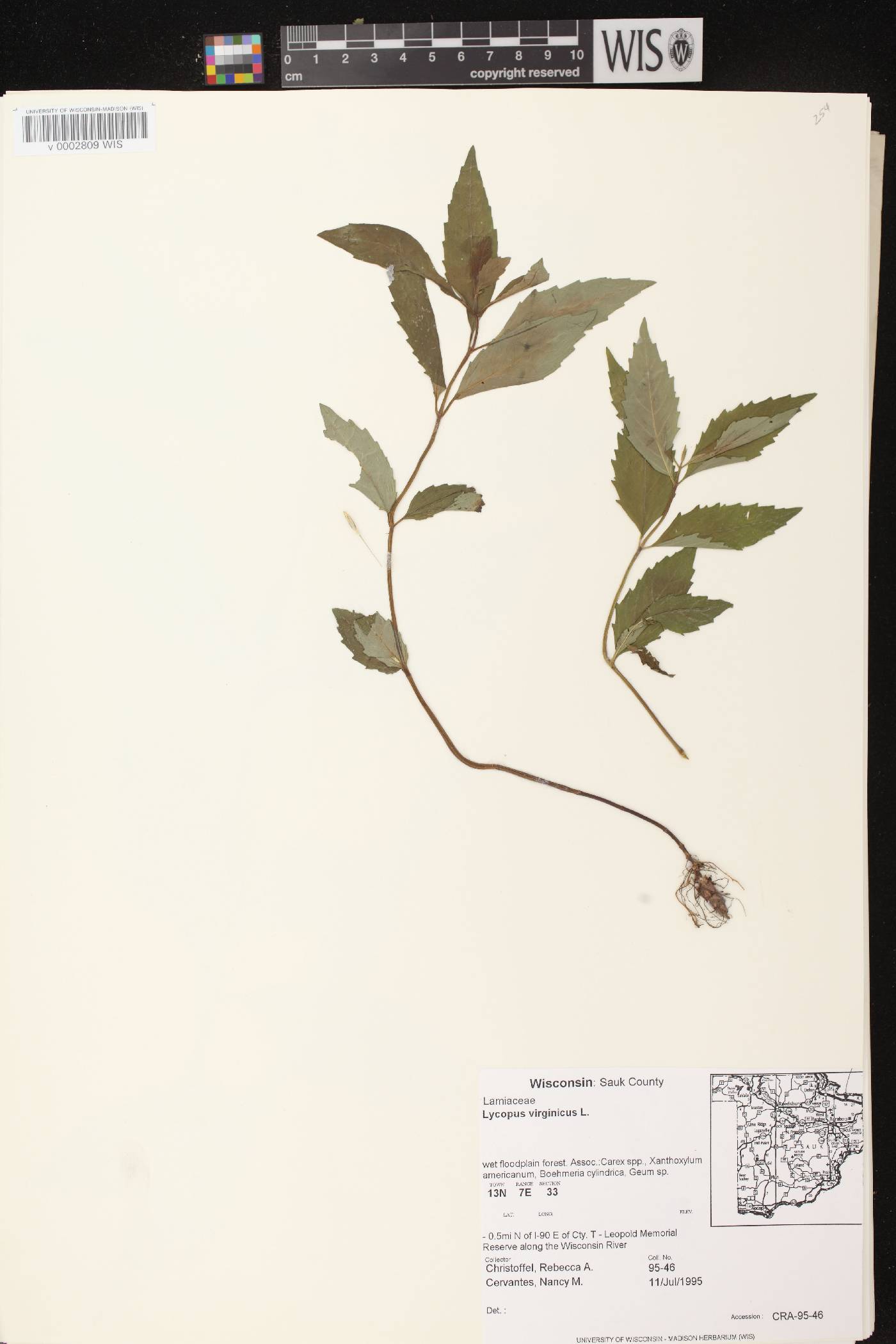 Lycopus virginicus image