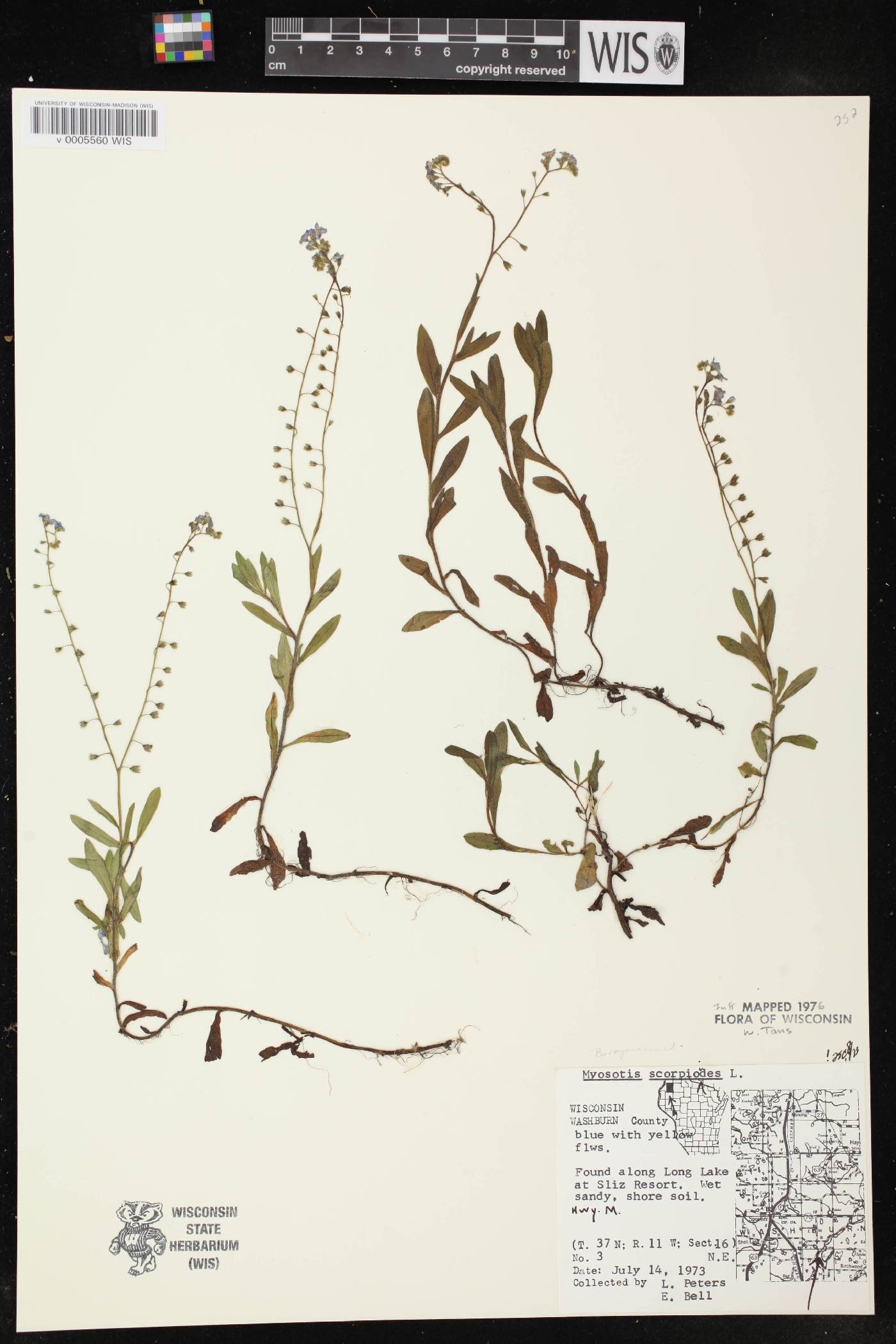 Myosotis scorpioides image