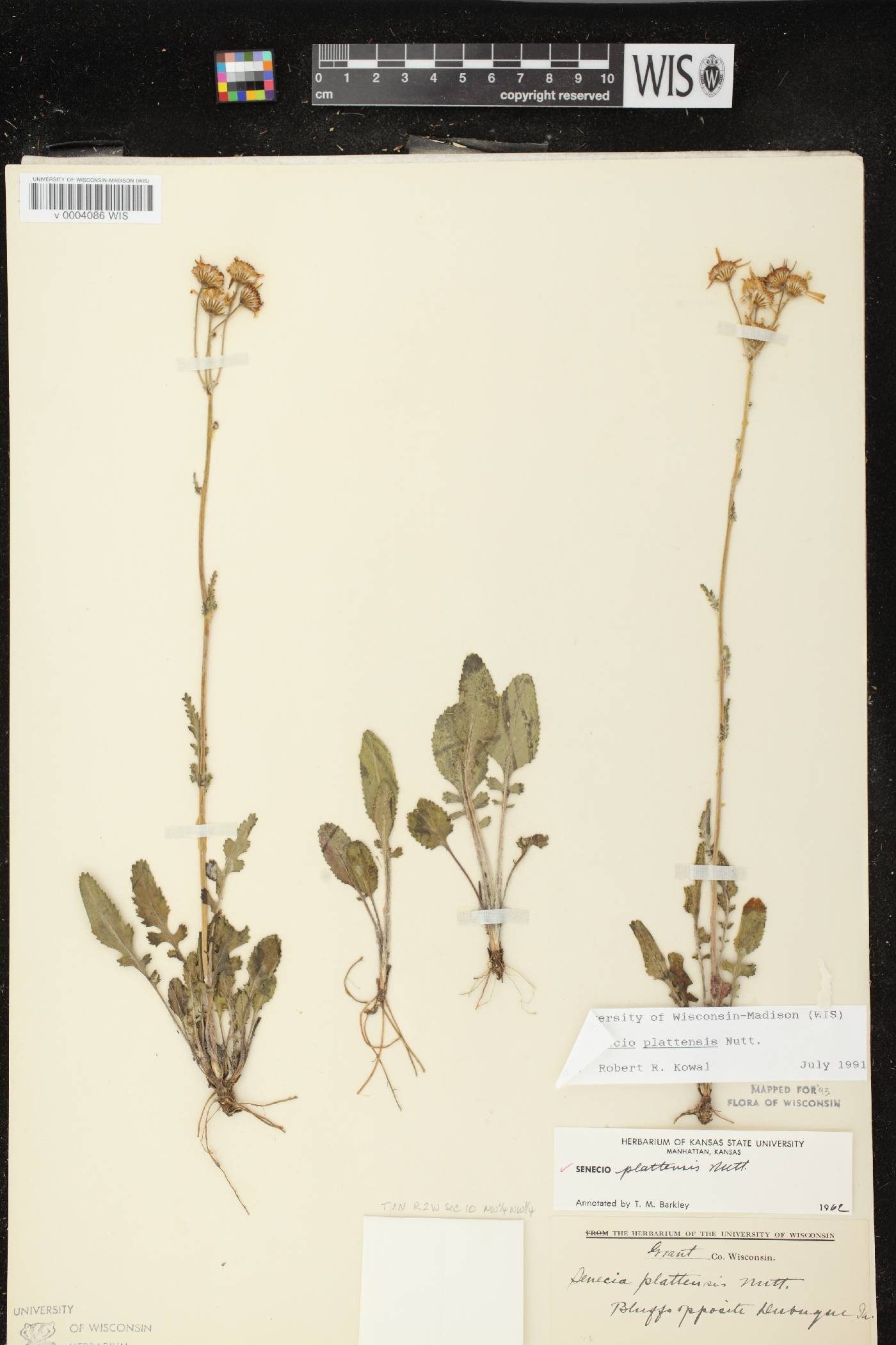Packera plattensis image