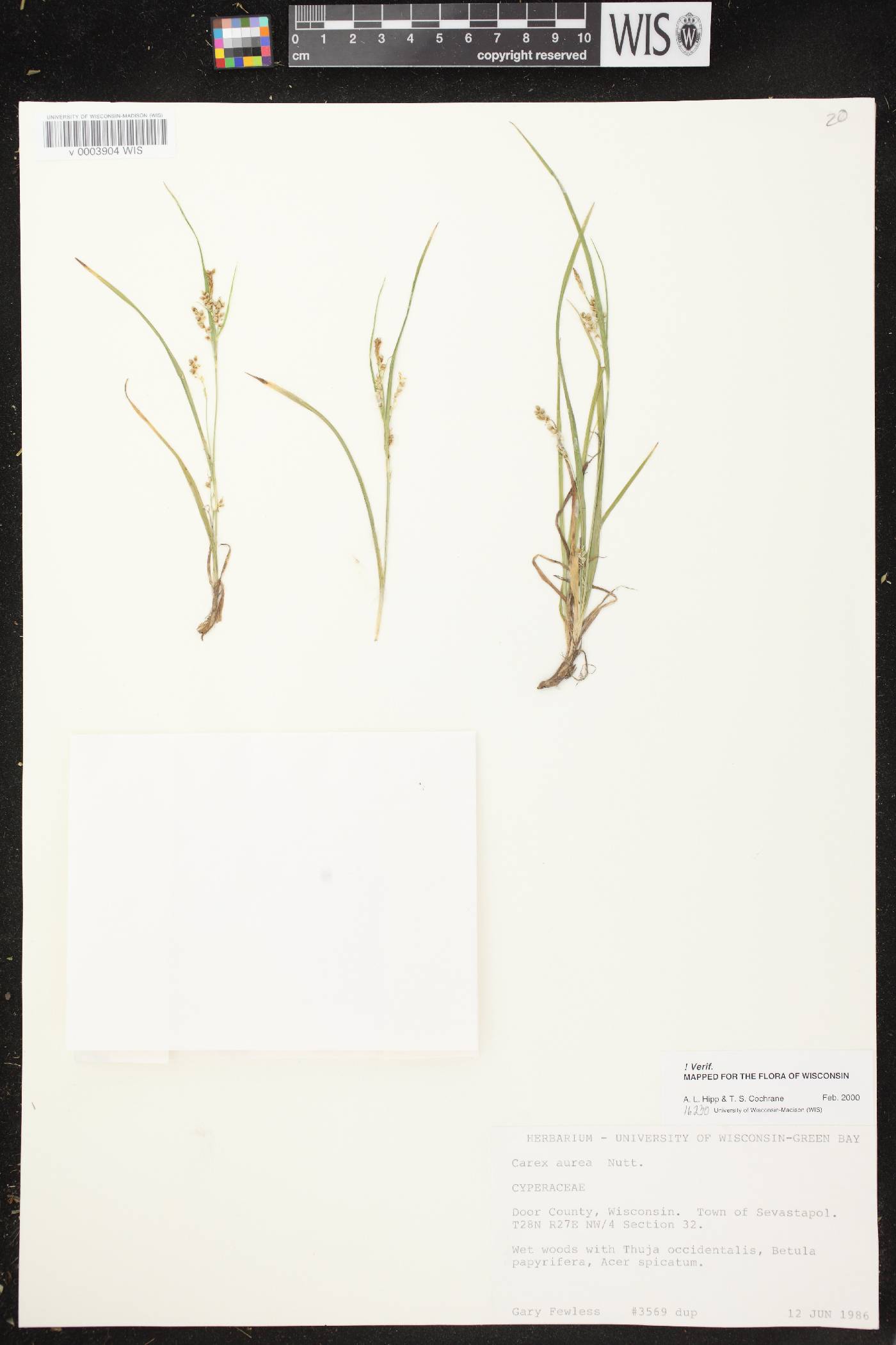 Carex aurea image