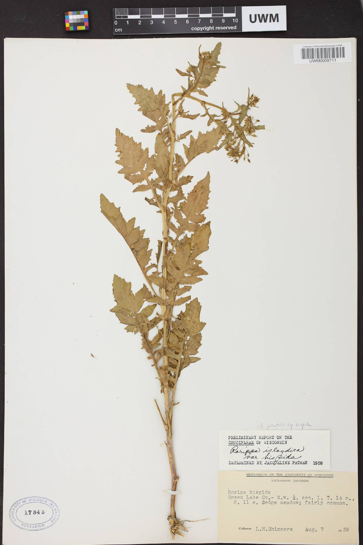 Rorippa palustris subsp. hispida image