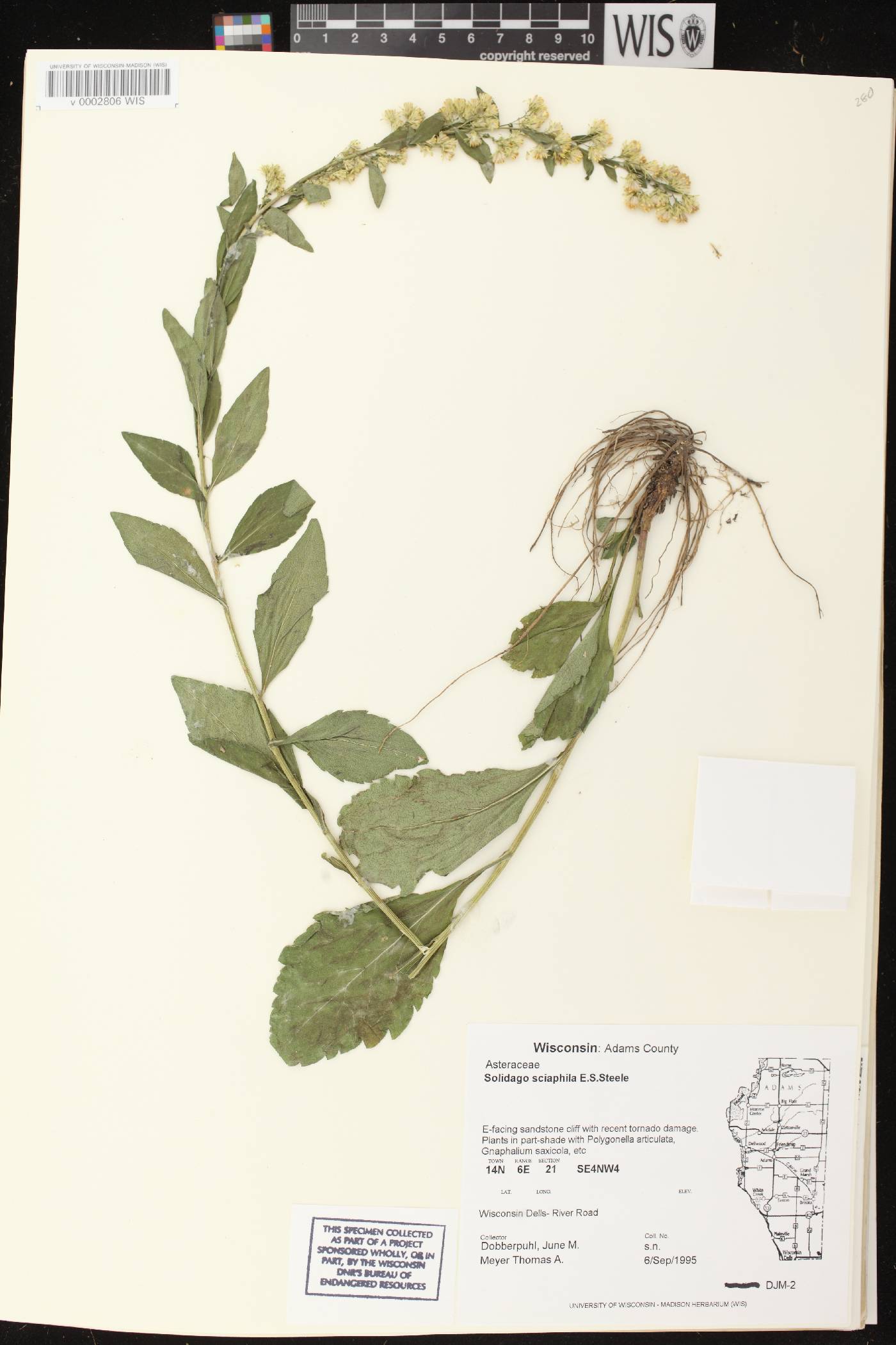 Solidago sciaphila image