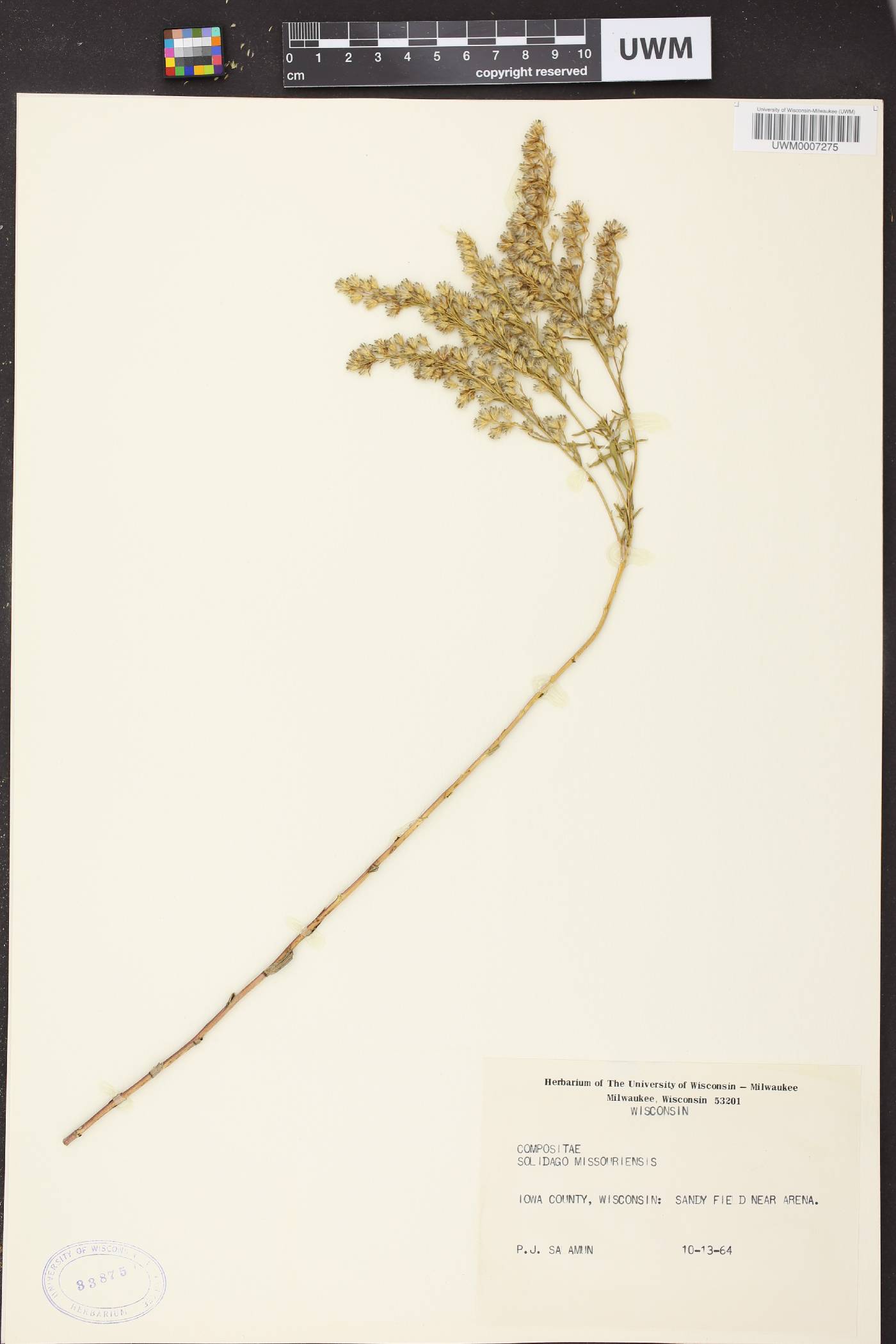 Solidago missouriensis image