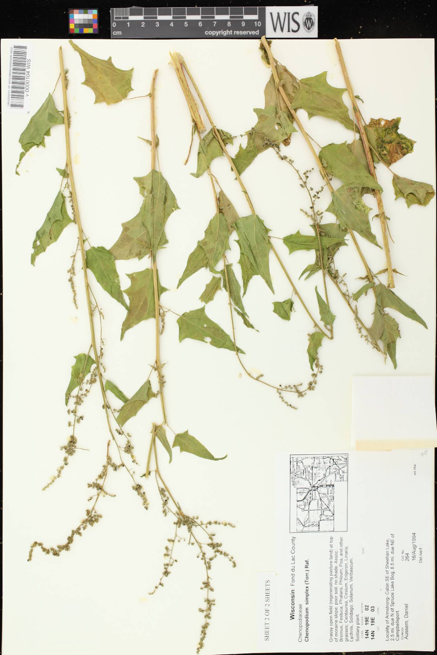 Chenopodium simplex image
