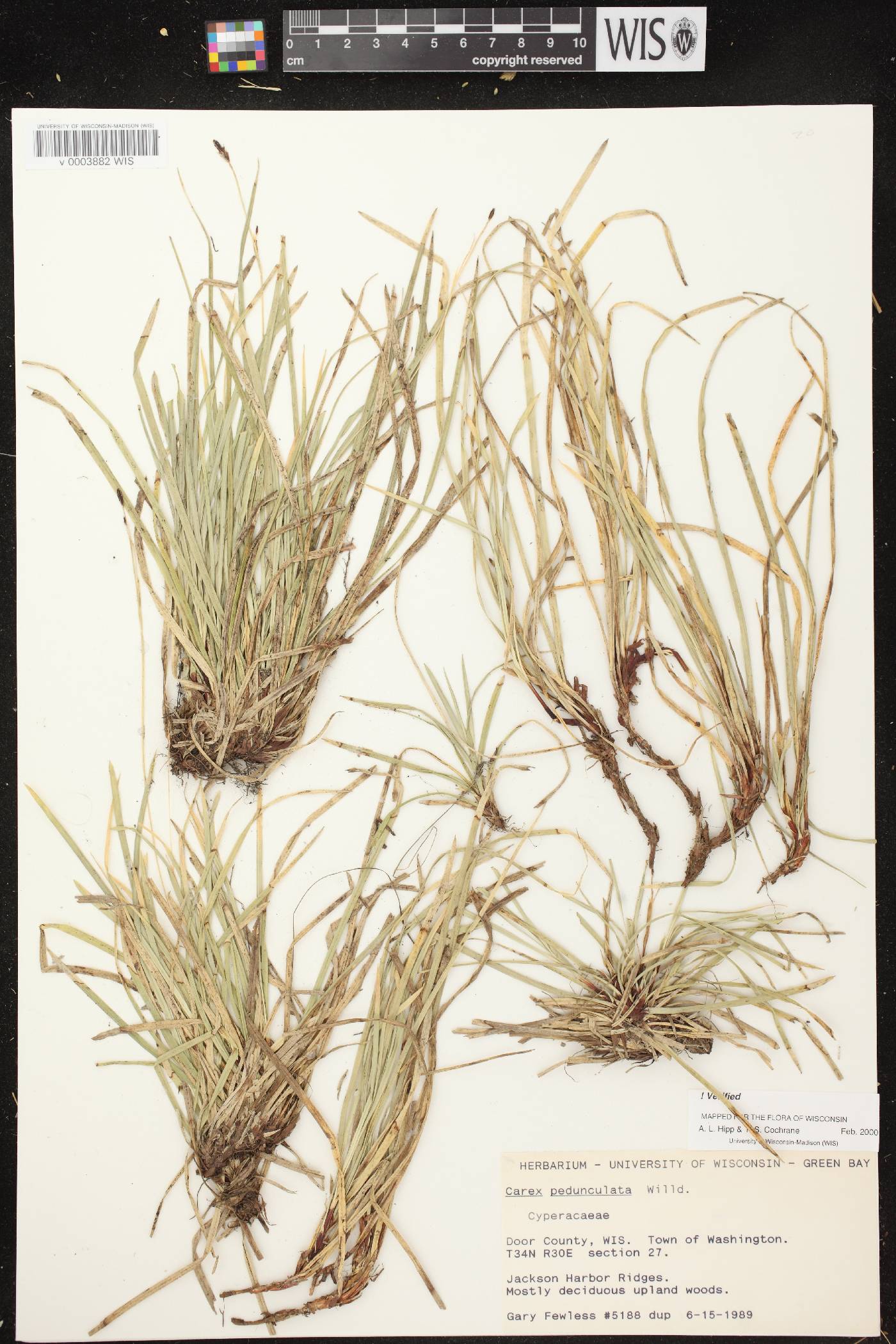 Carex pedunculata image