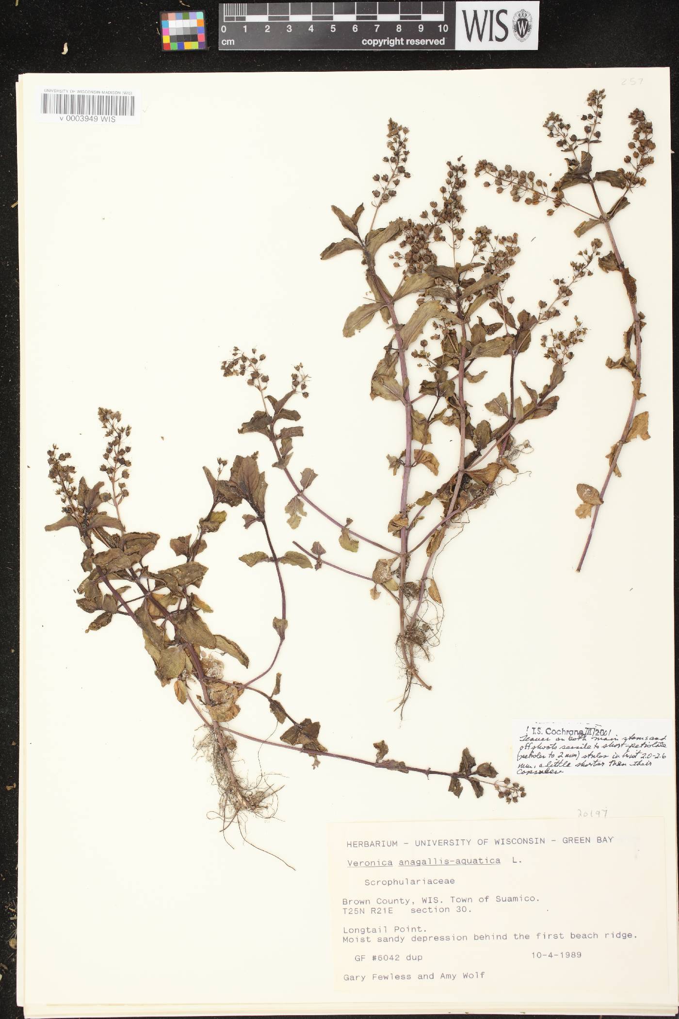 Veronica anagallis-aquatica image