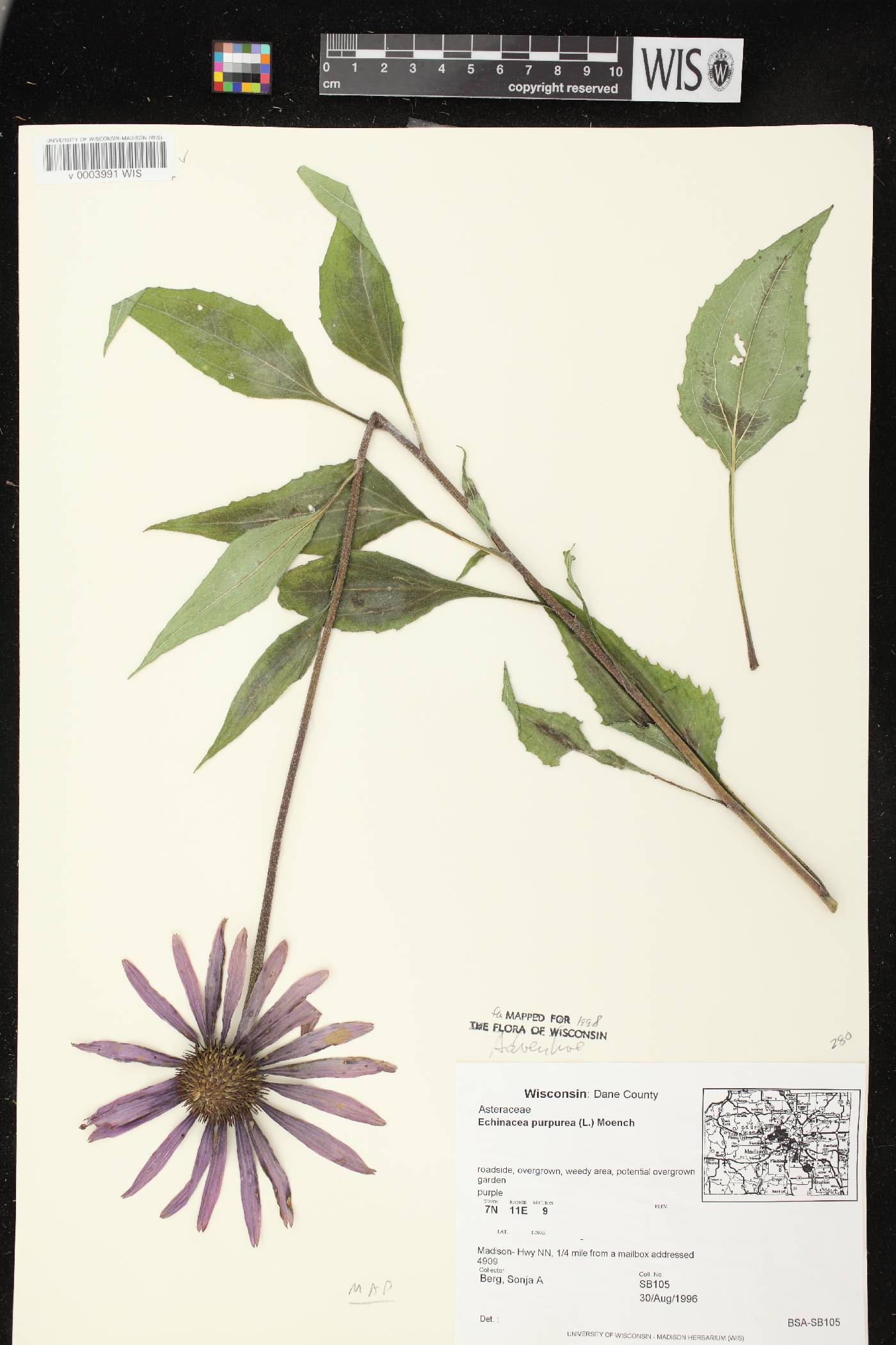 Echinacea purpurea image