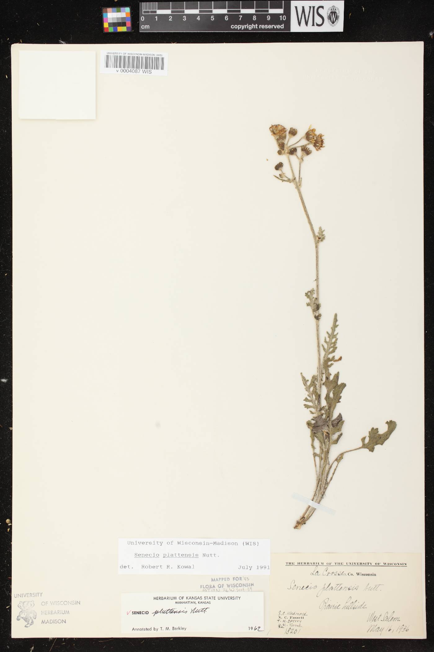 Packera plattensis image
