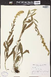 Image of Solidago nemoralis subsp. nemoralis