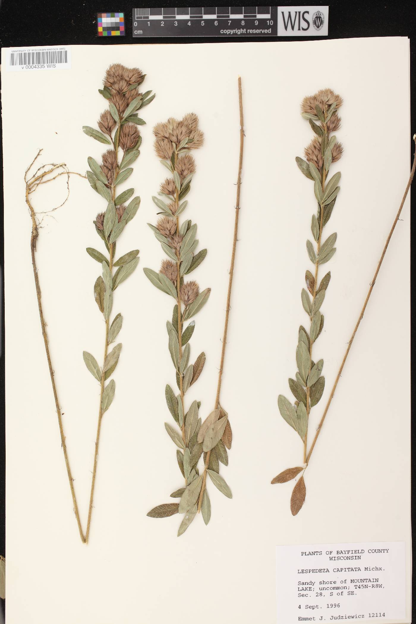 Lespedeza capitata image
