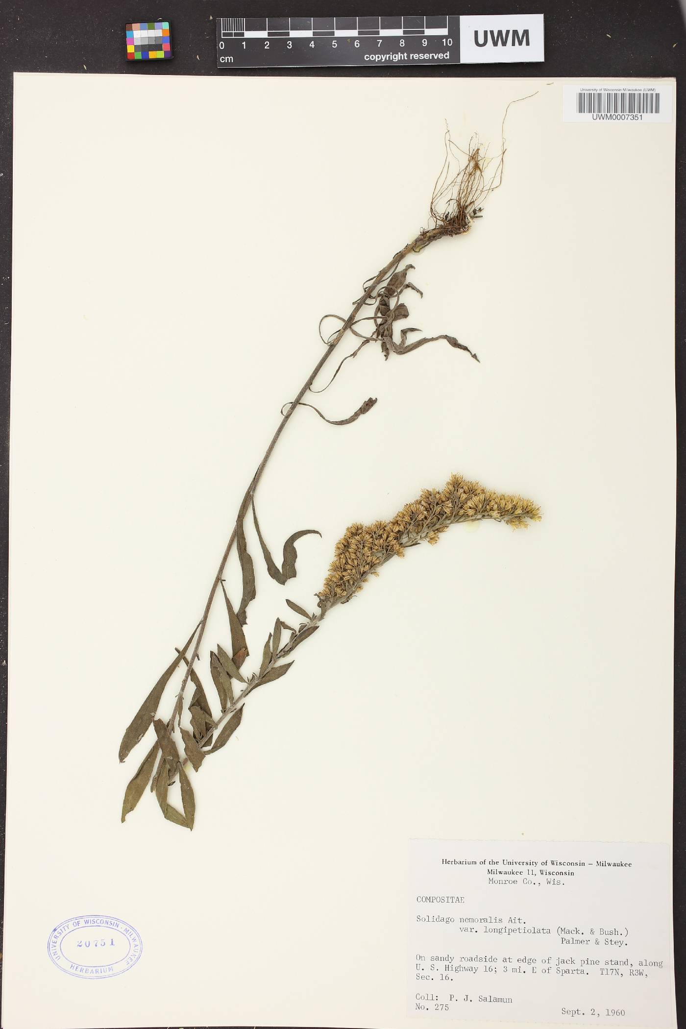 Solidago nemoralis subsp. decemflora image