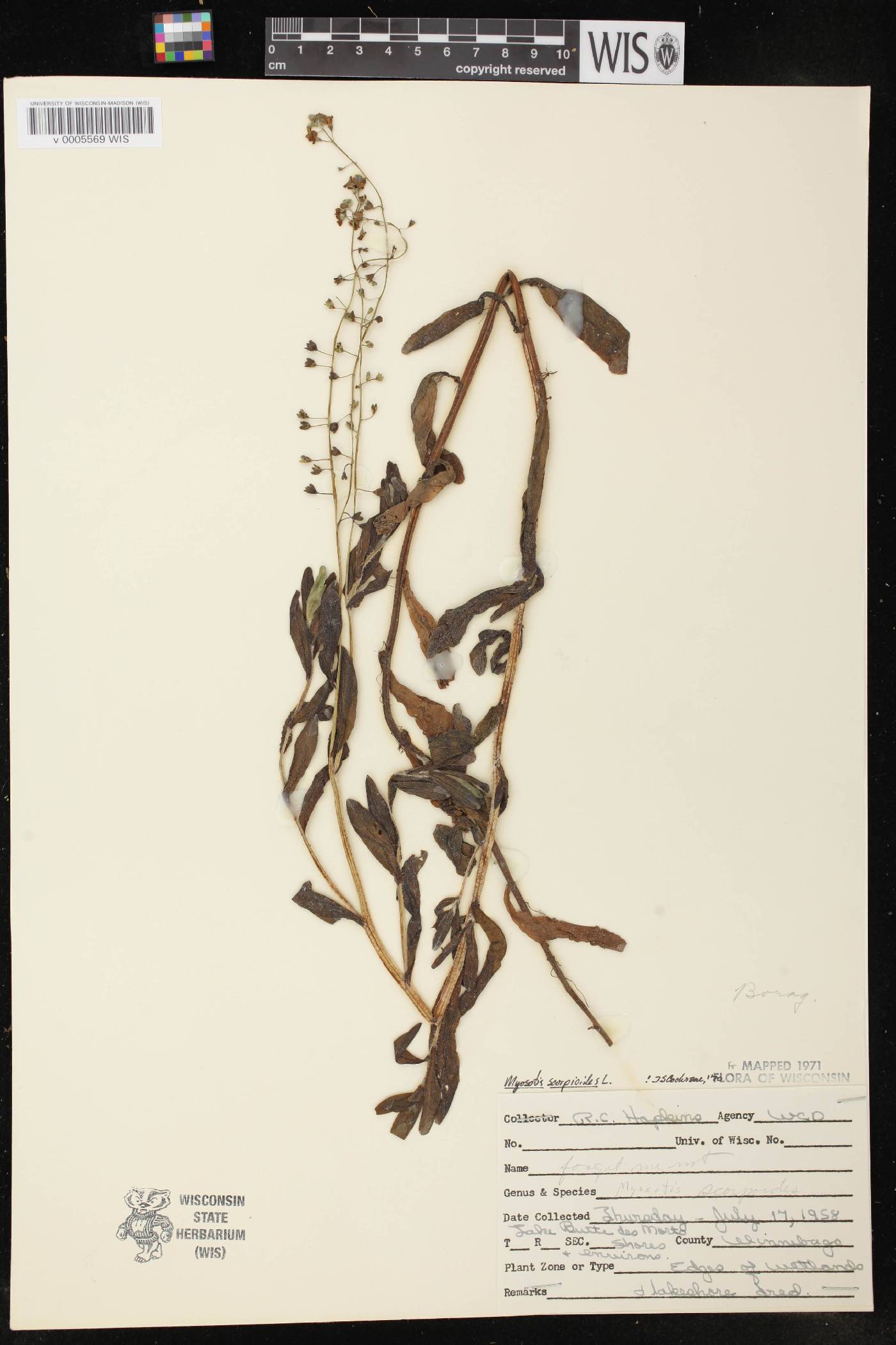 Myosotis scorpioides image