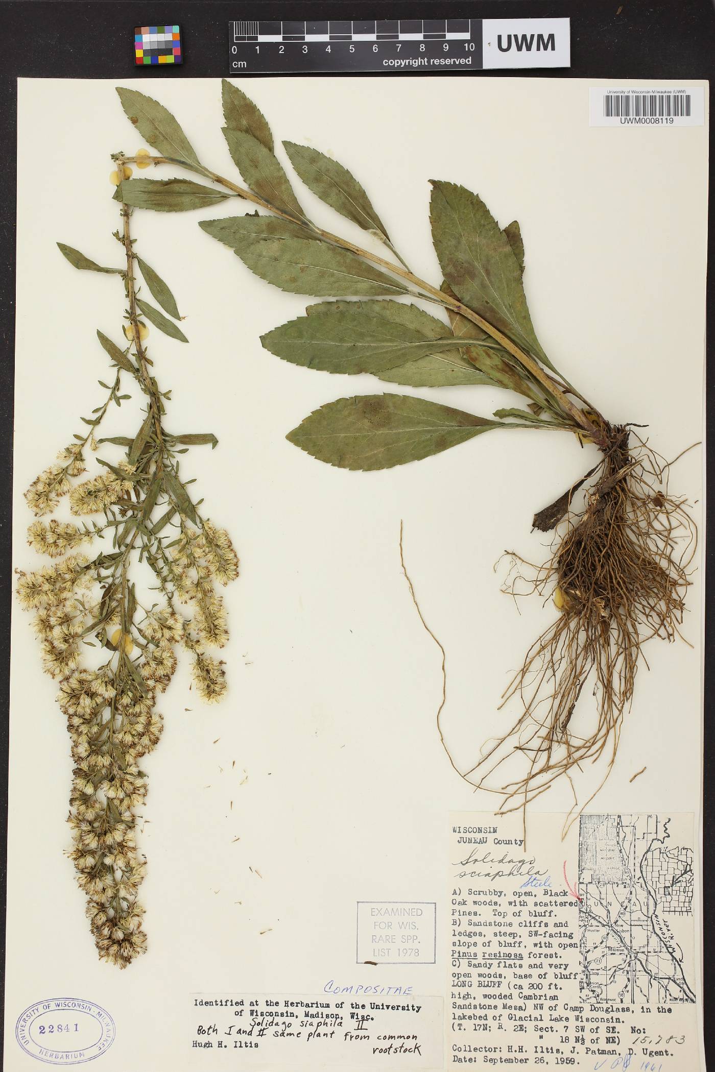 Solidago sciaphila image