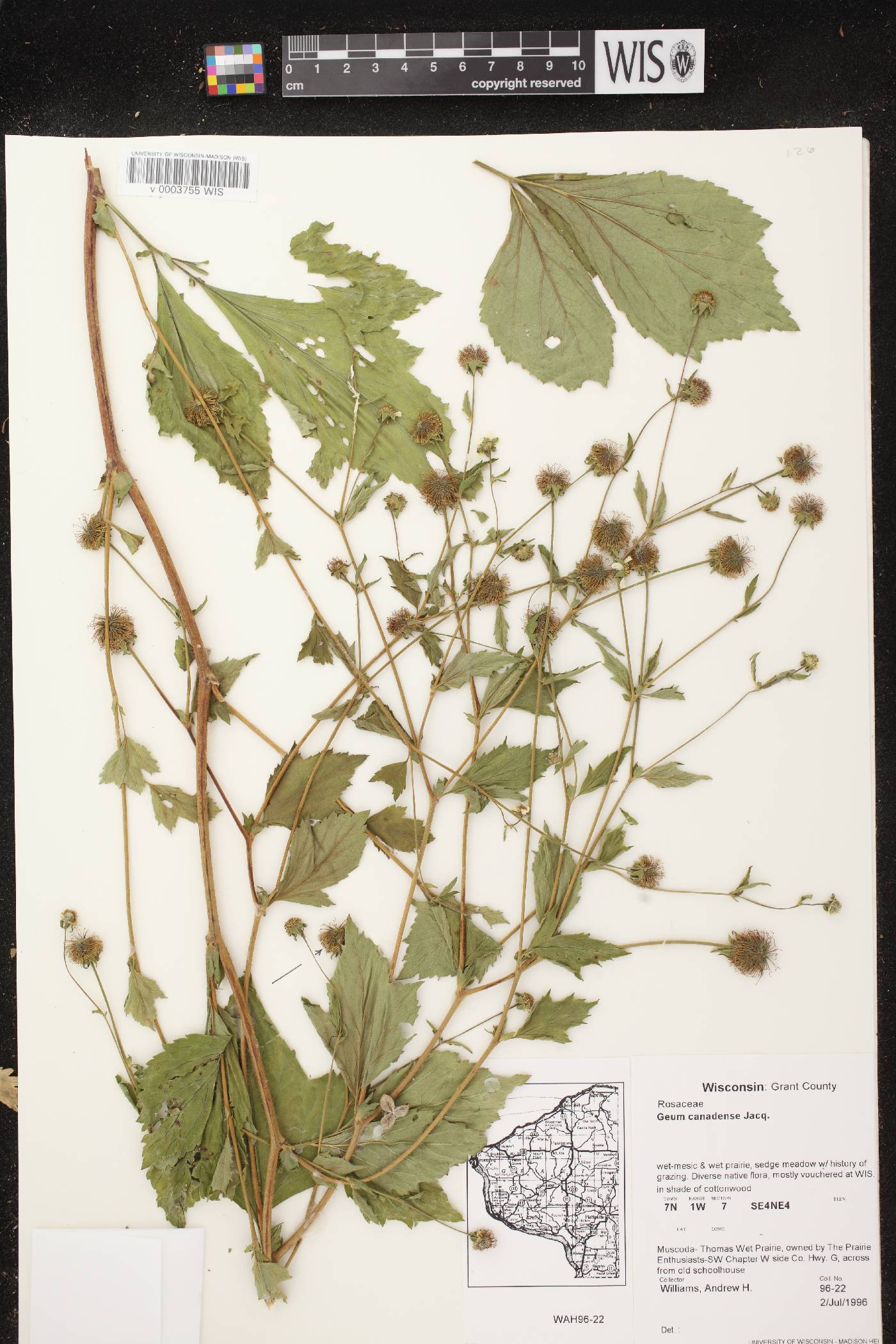 Geum canadense image