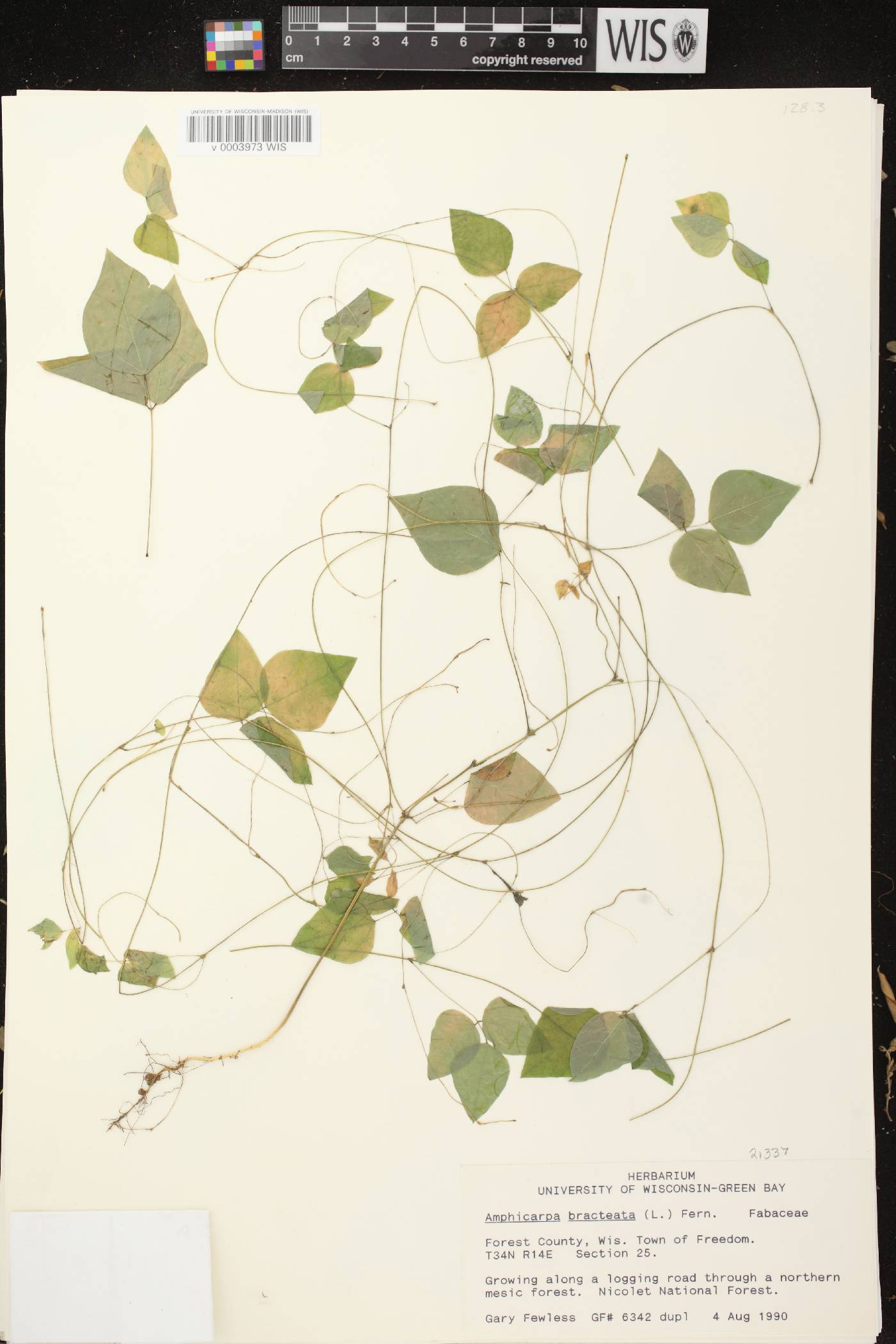 Amphicarpaea bracteata image
