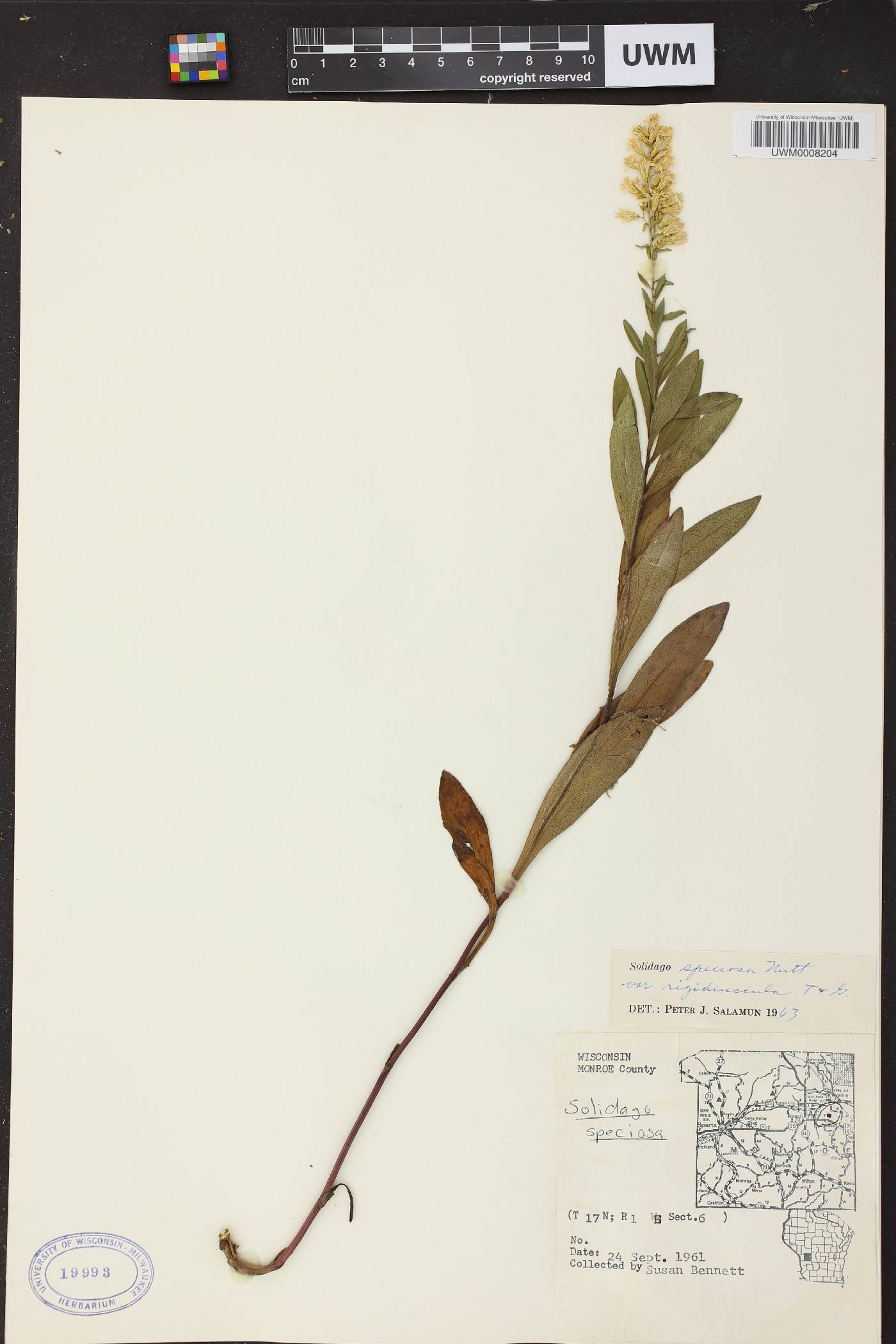 Solidago speciosa subsp. speciosa var. rigidiuscula image