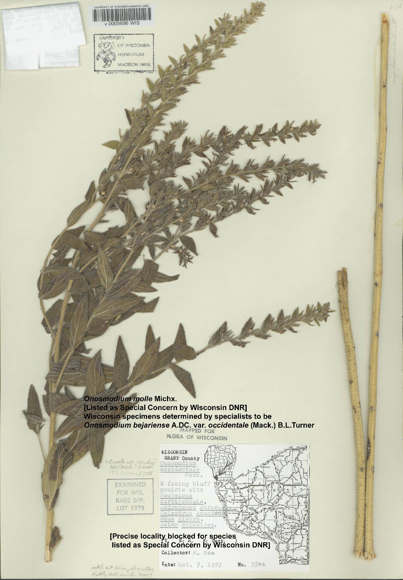 Lithospermum occidentale image