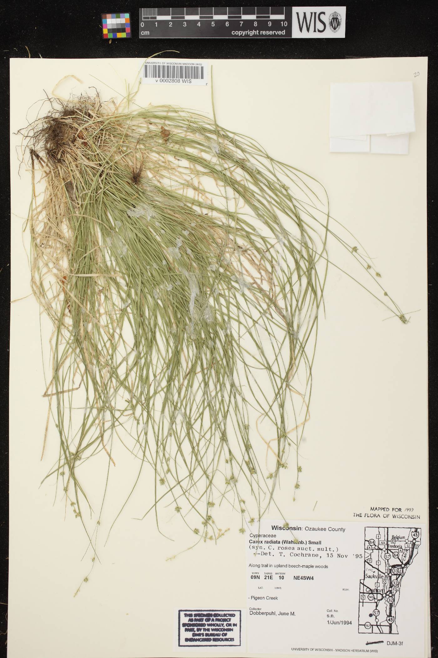 Carex radiata image