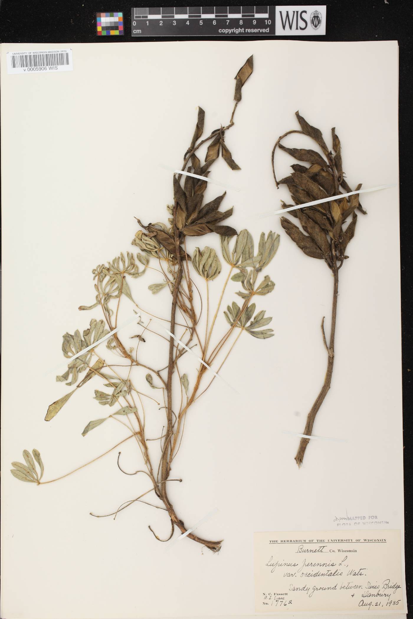 Lupinus perennis var. occidentalis image