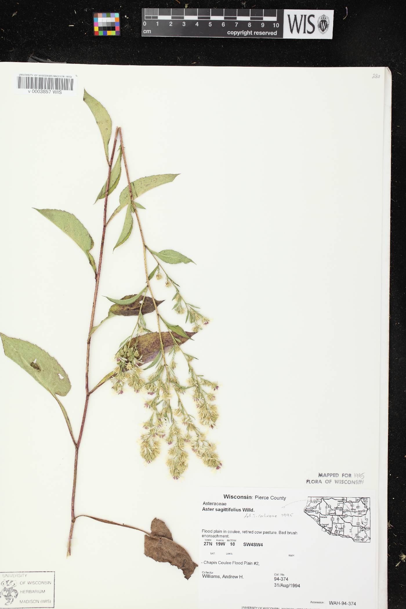 Symphyotrichum urophyllum image