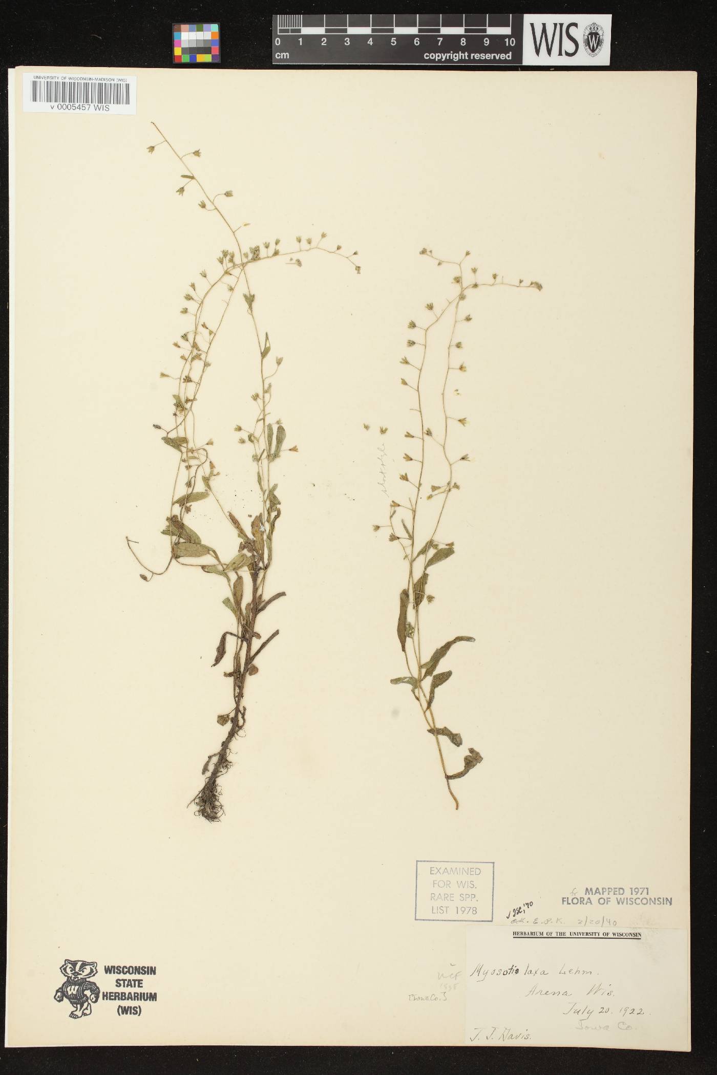 Myosotis laxa image