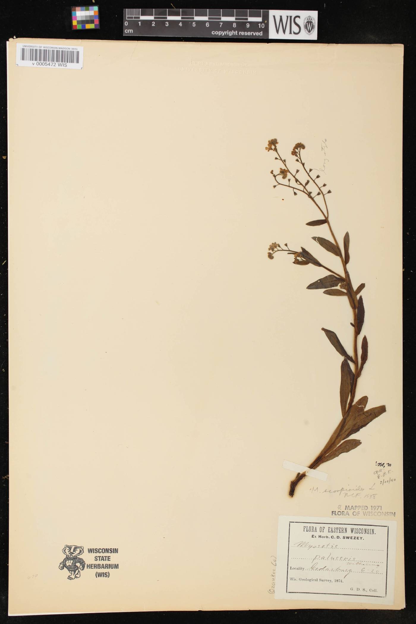 Myosotis scorpioides image
