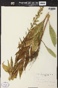 Image of Solidago speciosa subsp. speciosa var. speciosa