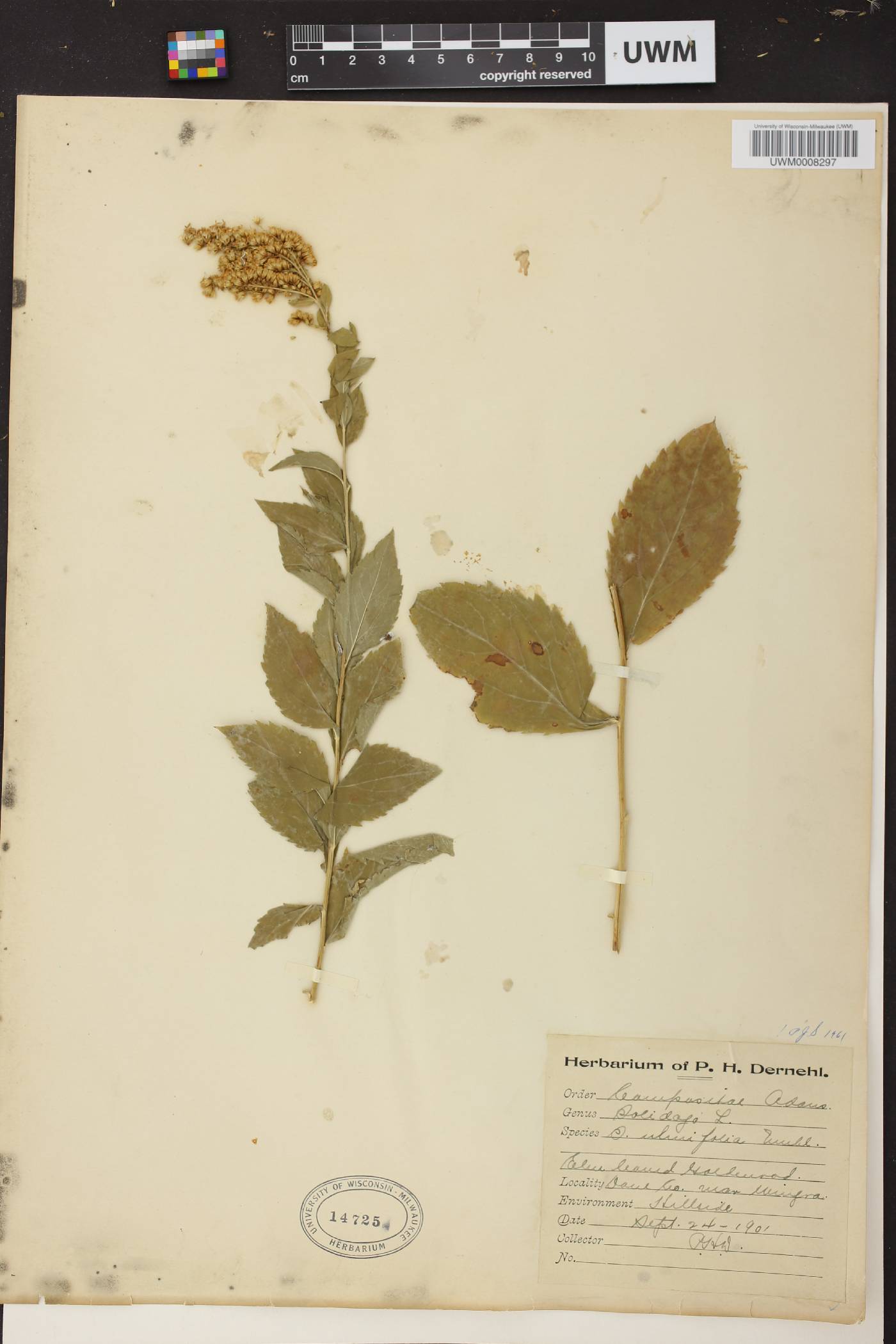 Solidago ulmifolia var. ulmifolia image