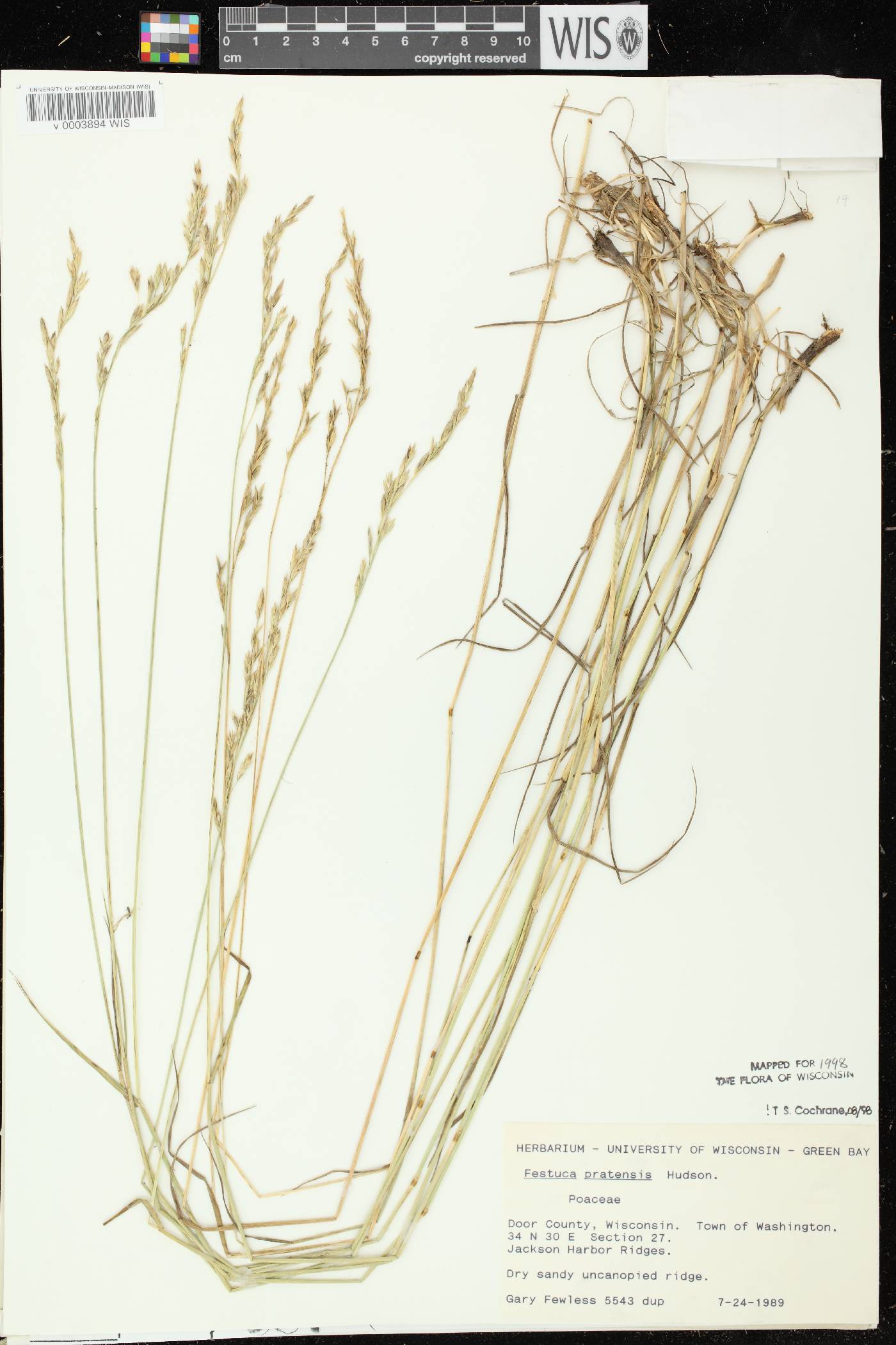 Lolium pratense image