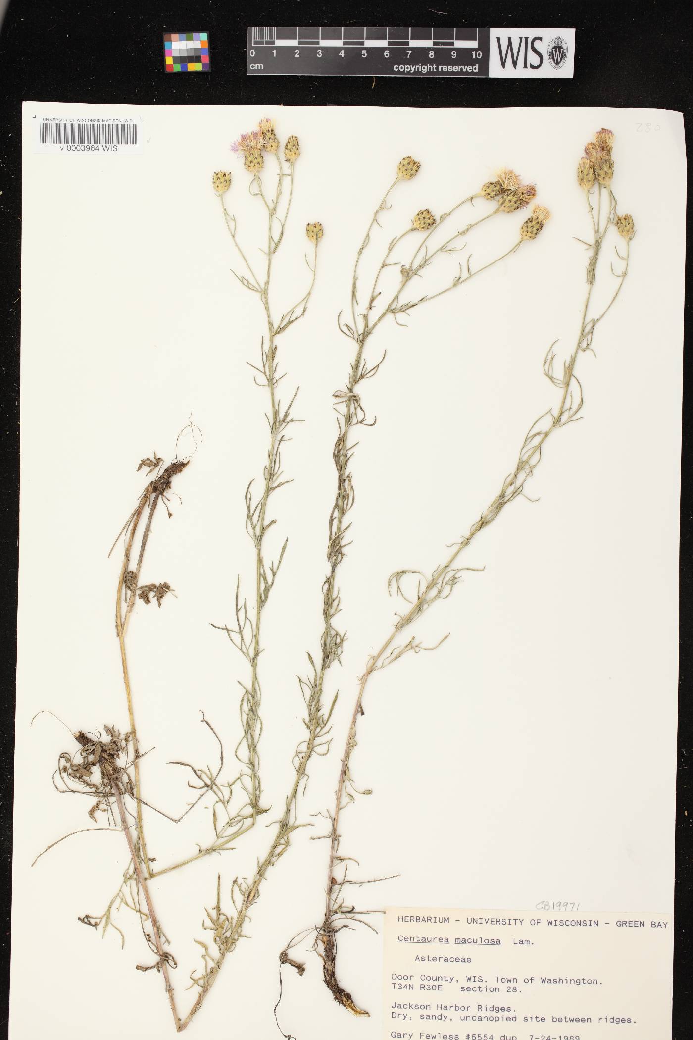 Centaurea stoebe subsp. micranthos image